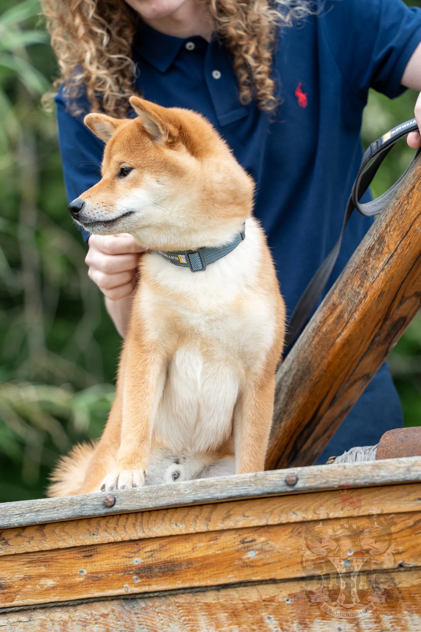 Close-up of a Shiba Inu Puppy receiving socialization training from its handler at L'Homme d'Armes.