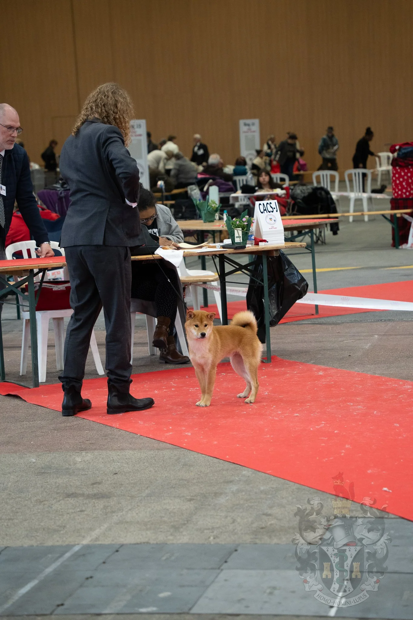 Séance de jugement en direct à Lyon pour Ace en Classe Baby Mâle, sous l'œil expert de M. Lemaire Pierre-Alexandre.