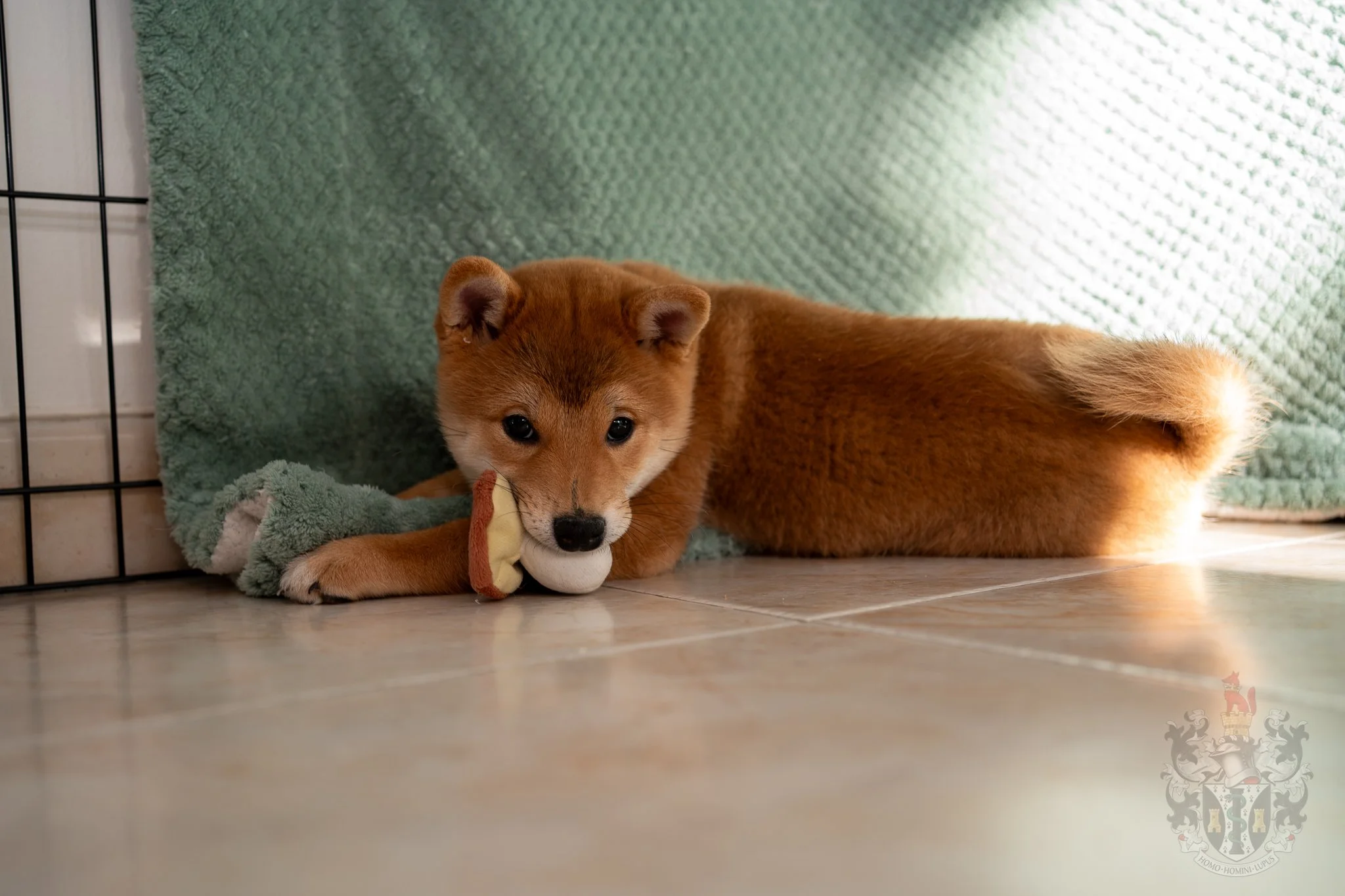 Gros plan de la jeune femelle Shiba Ash jouant, illustrant son tempérament équilibré et le concept de Ryosei.