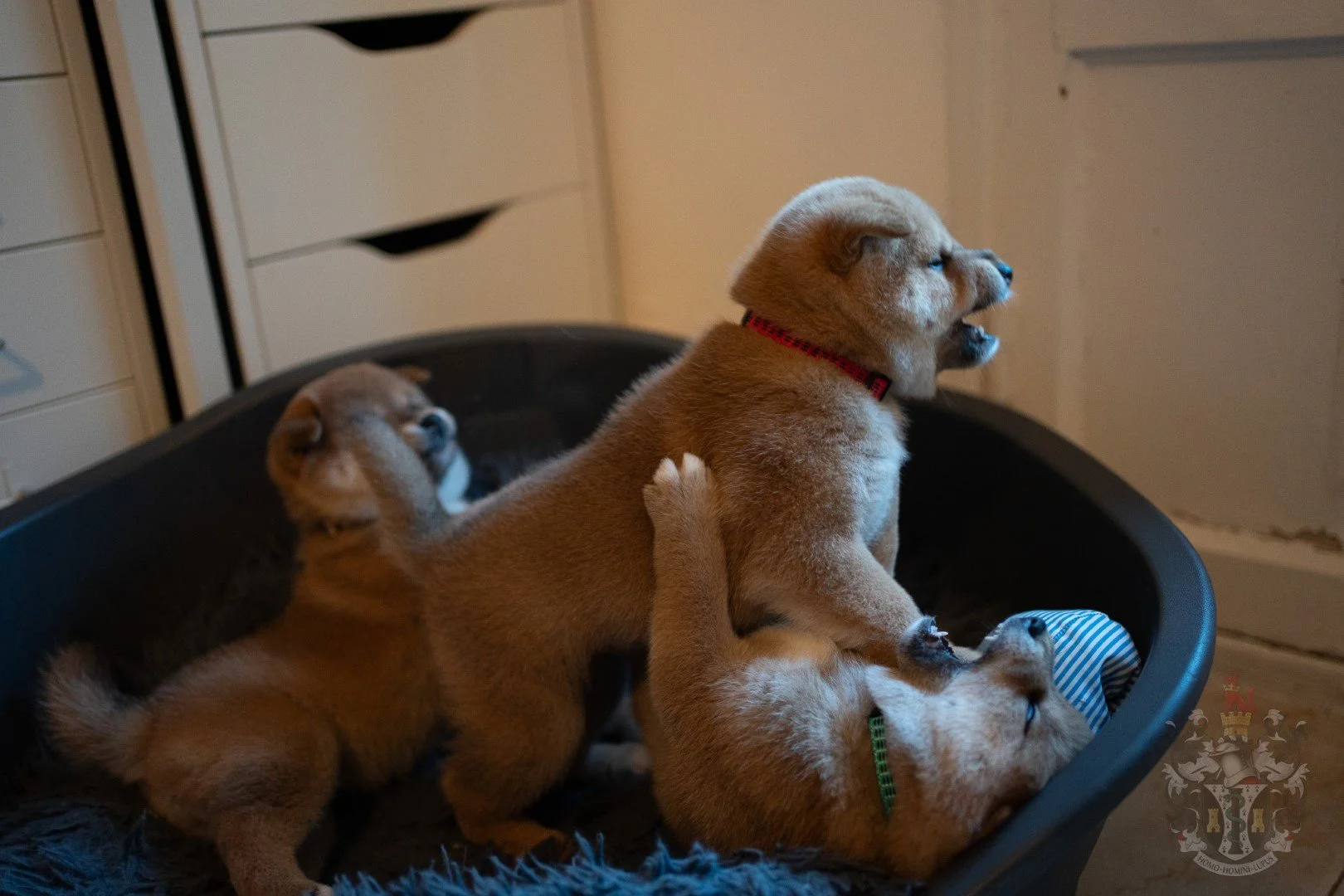 Jeune chiot Shiba Inu assis avec attention, illustrant notre approche d'éducation basée sur le Dog Tricks et le développement de l'intelligence.