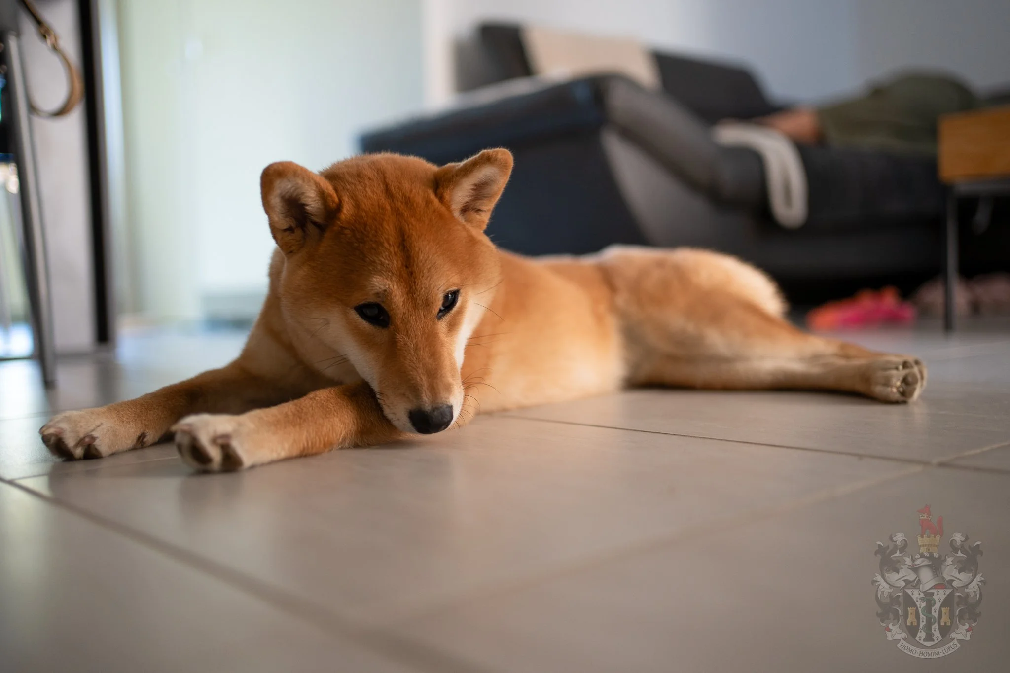 Moment de repos pour A Dream Come True, preuve d'un tempérament stable et équilibré.