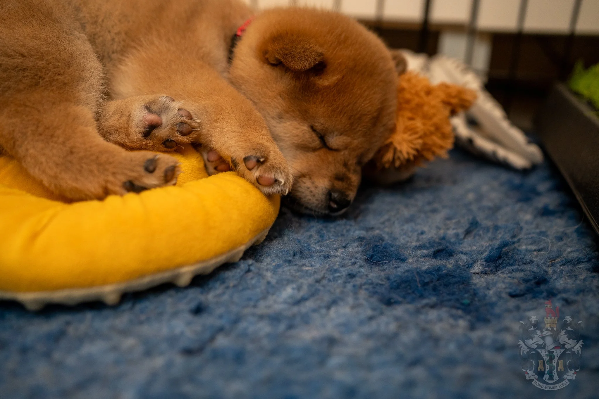 Ace au repos, un Shiba Inu mâle au tempérament stable (Ryosei) et parfaitement socialisé.