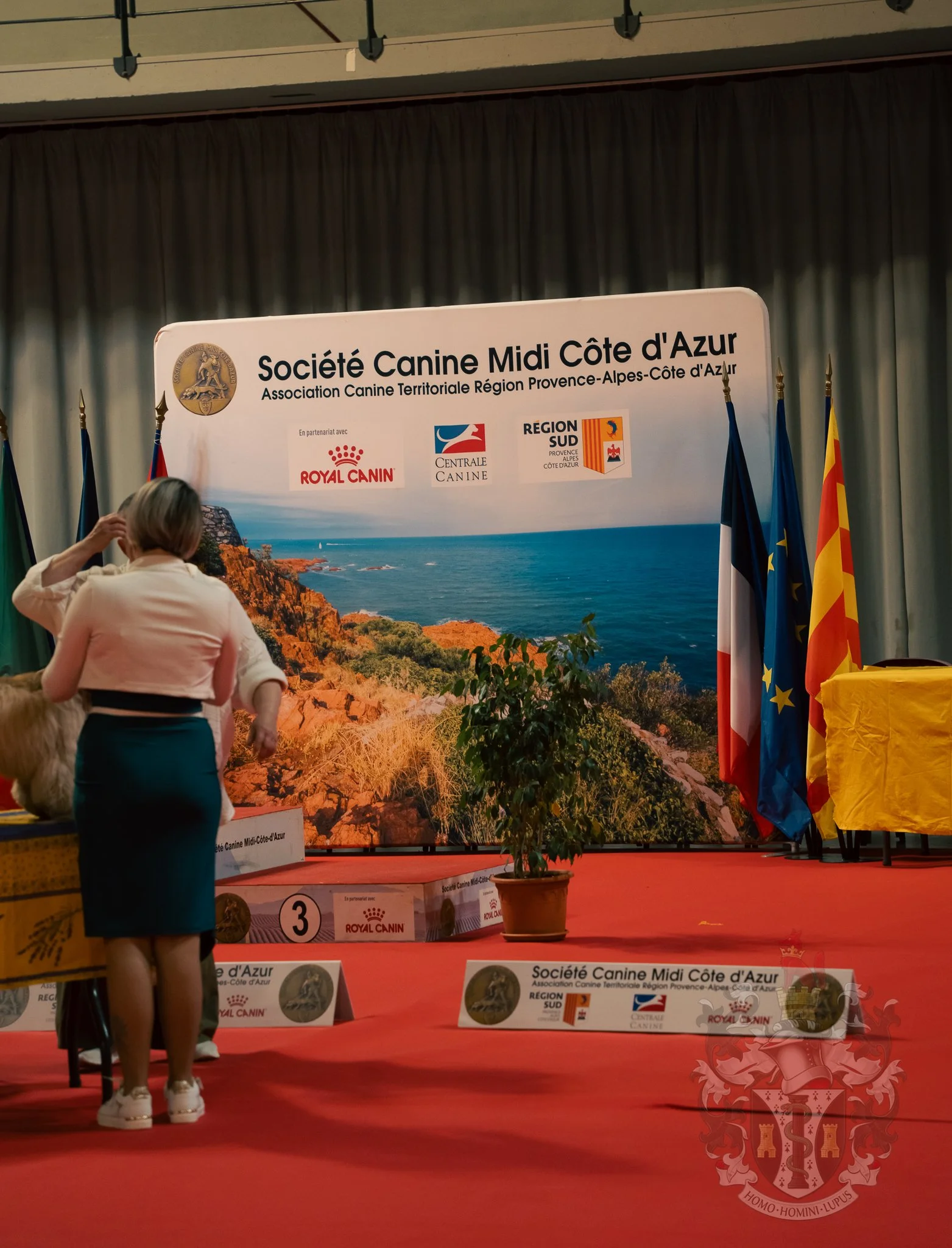 Séance de handling professionnel pour un jeune Shiba Inu au CACS de Martigues, illustrant la préparation aux standards de conformité internationaux de la race.