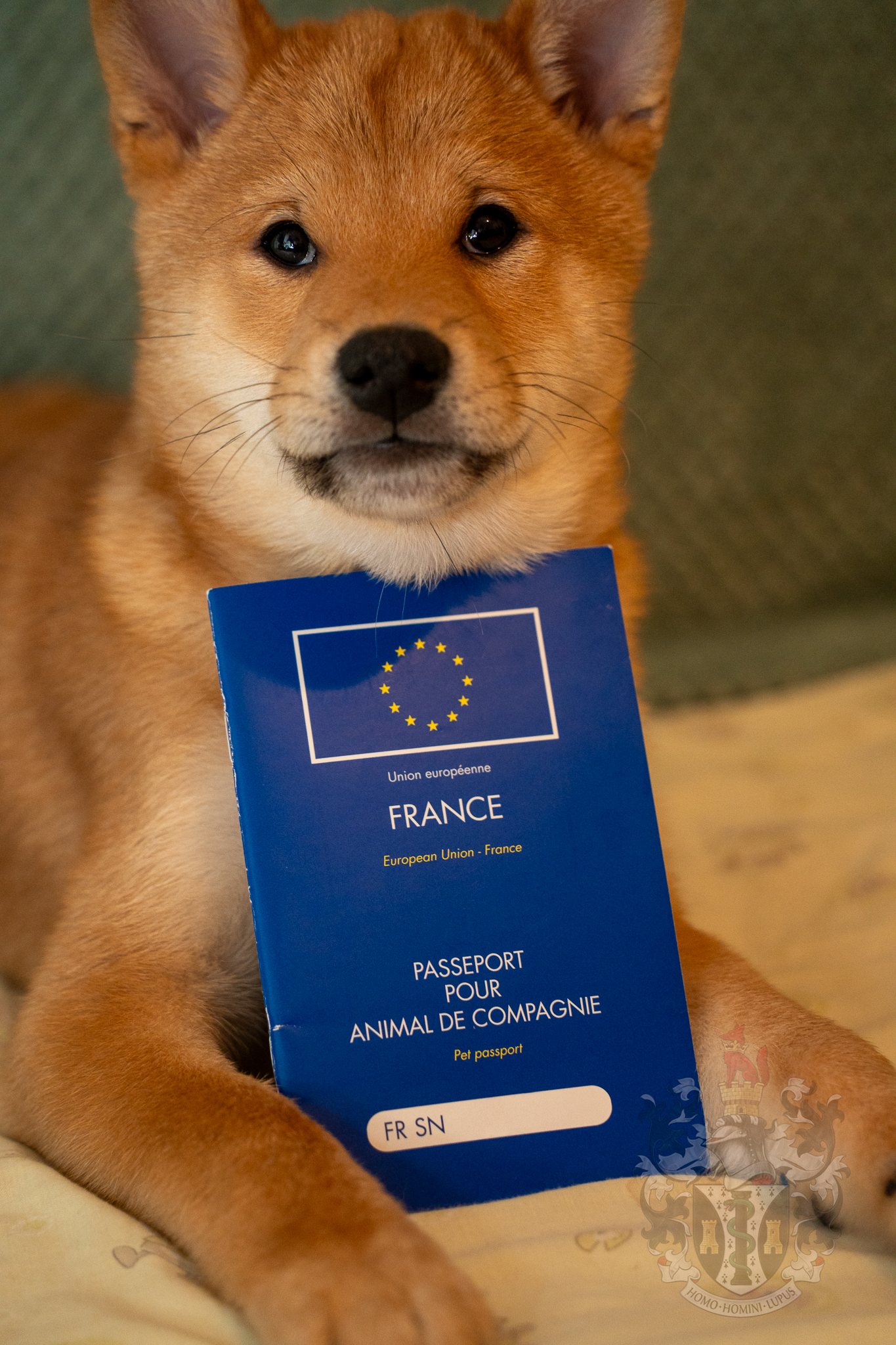 Ace, étalon Shiba Inu avec passeport européen pour compétitions NIPPO