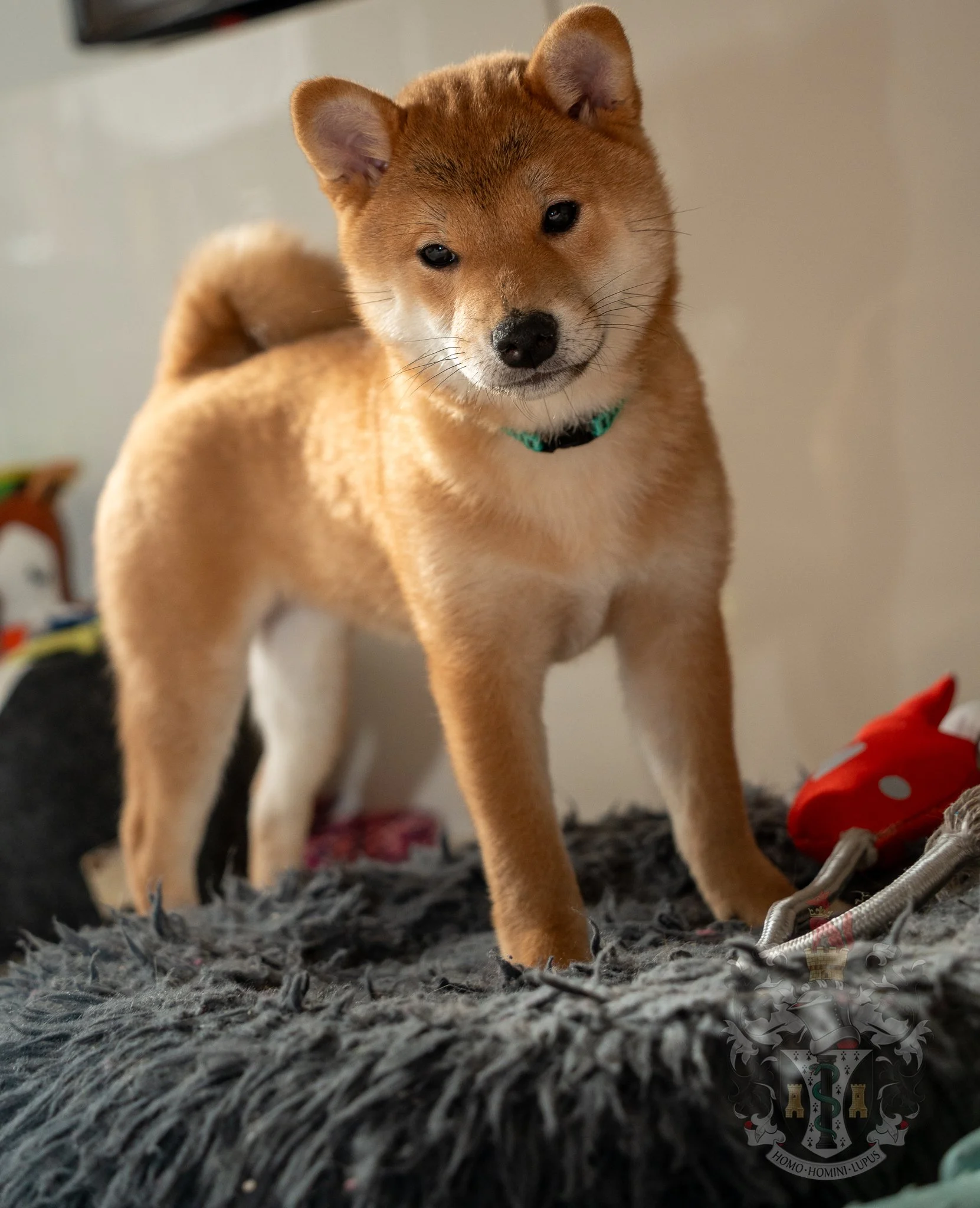 Ash, femelle Shiba Inu rousse de qualité supérieure, debout sur un coussin gris, illustrant la morphologie standard de la race pour l'élevage Shiba Inu Dog Tricks.