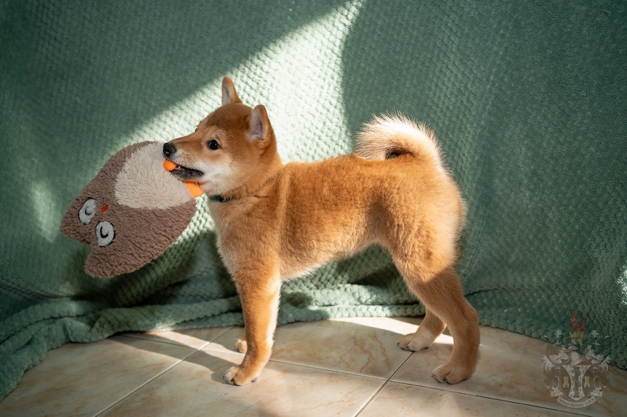 Ash, fille de Tammy, en position d'alerte montrant le concept de Kan-i (dignité) propre au Shiba Inu de lignée japonaise.