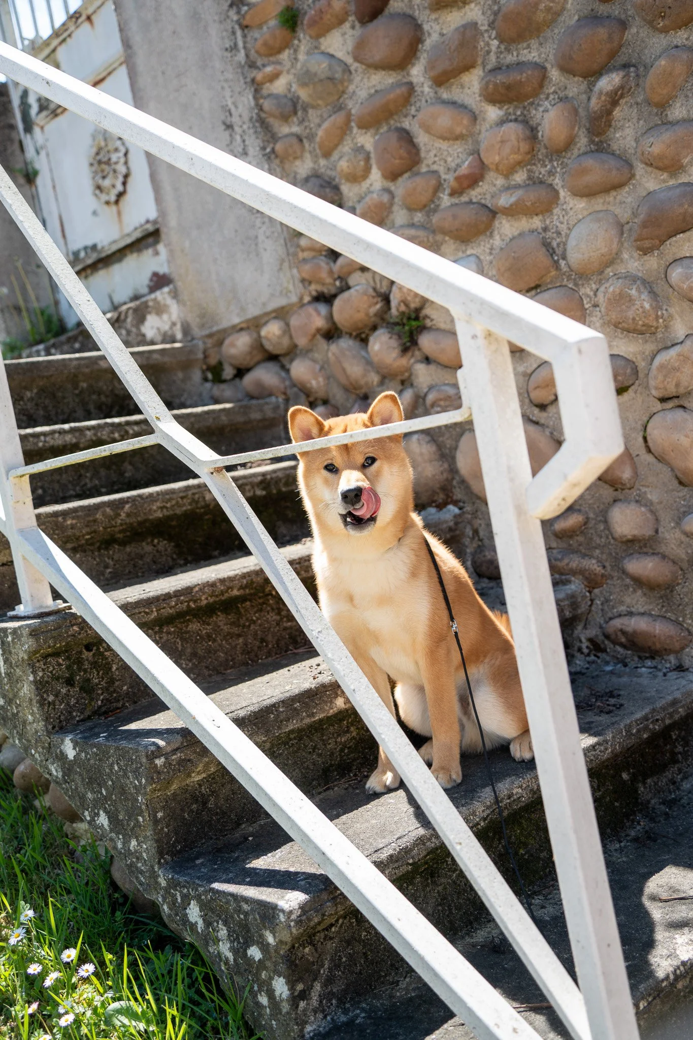 Le Shiba Inu Ace posant devant la façade en pierre de l'église de Montfalcon en Isère