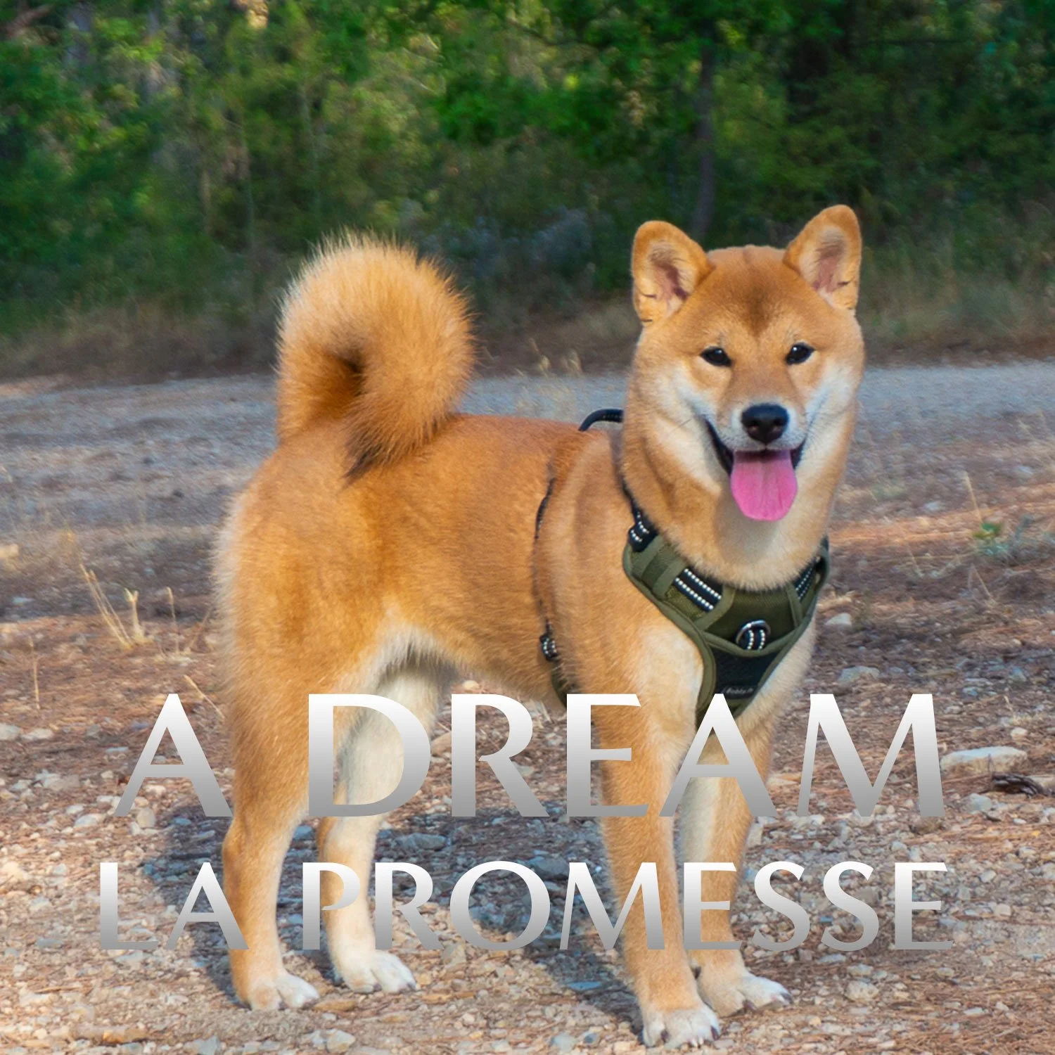 L’excellence confirmée. Fille de notre fondatrice Tammy, elle incarne la maturité et la noblesse du standard NIPPO au sein de notre élevage à Marseille.