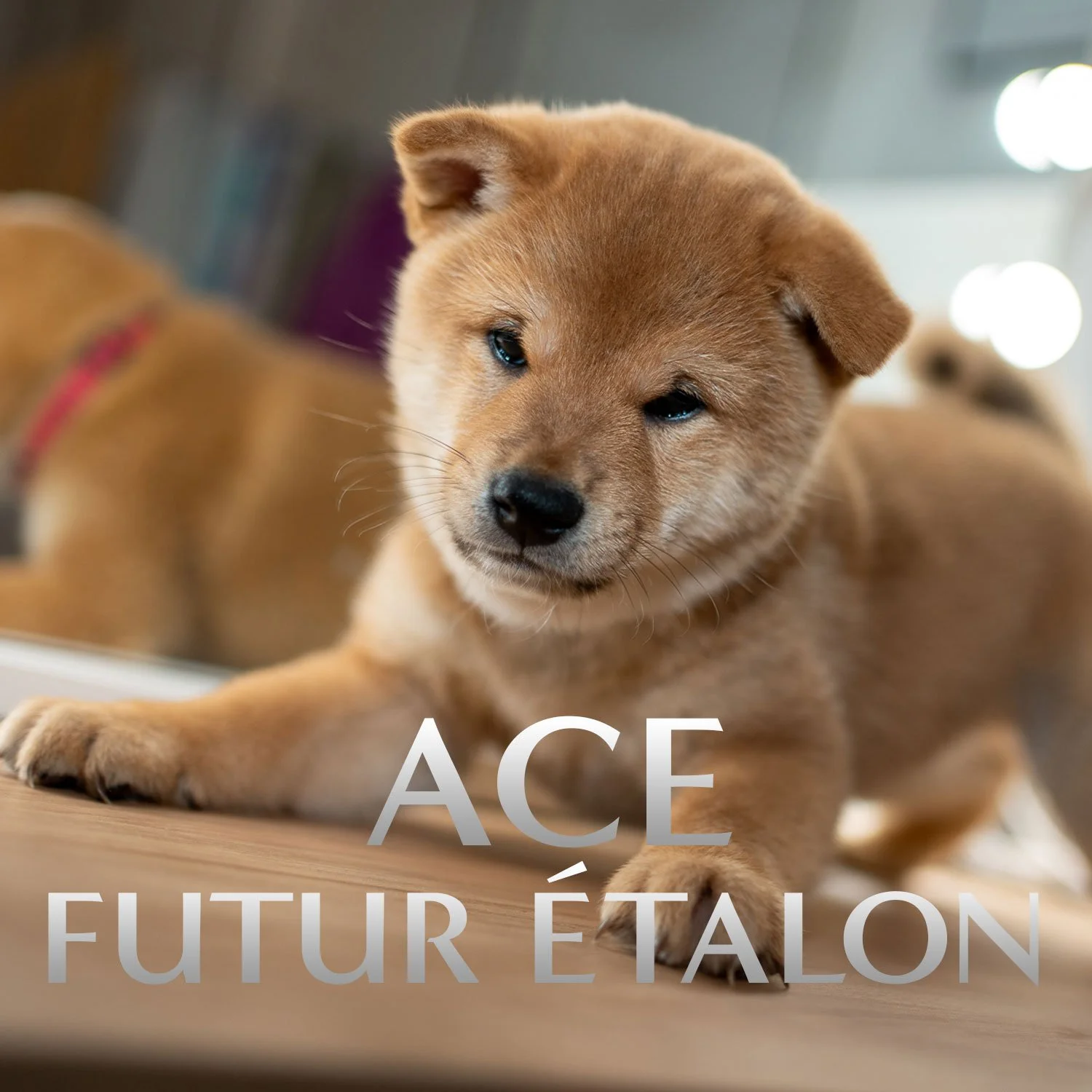 Shiba Inu roux Ace, futur étalon de l'élevage à Marseille, photographié en gros plan avec un regard attentif.