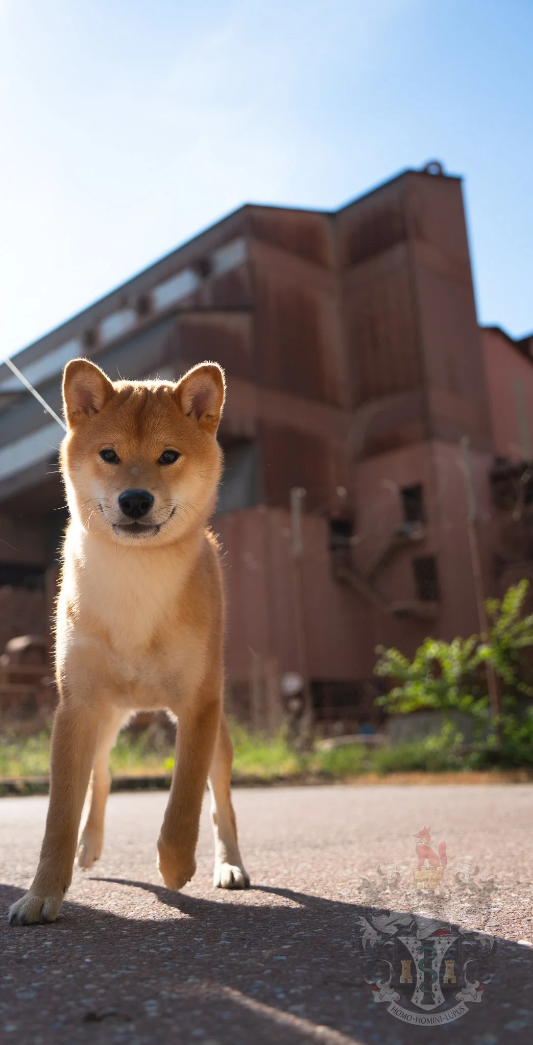 Architecture industrielle de l'usine Alteo à Gardanne, décor de rust pour une séance photo Shiba Inu T.M. ADAMS.