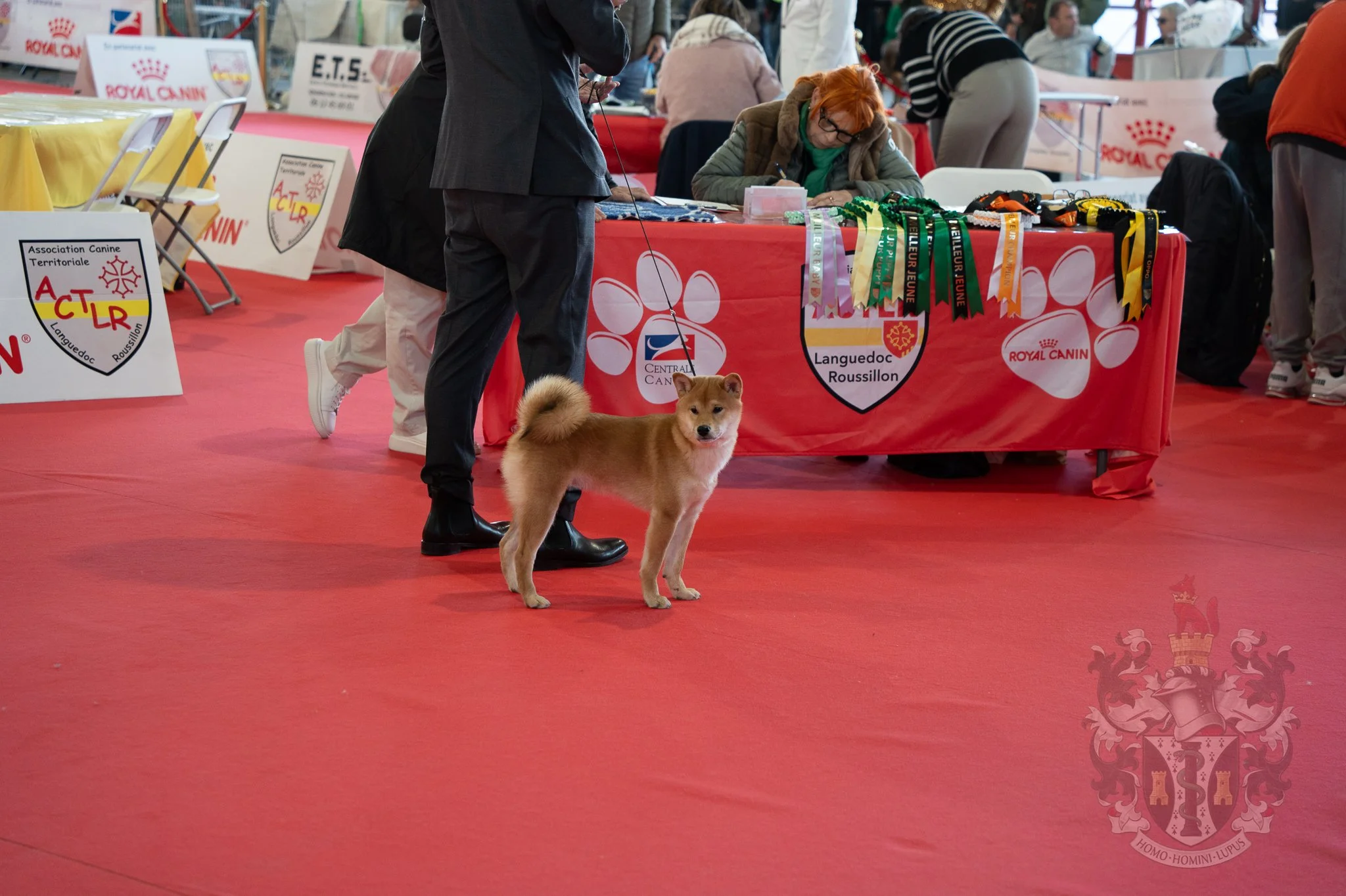 Ace, l'espoir de l'élevage Adams