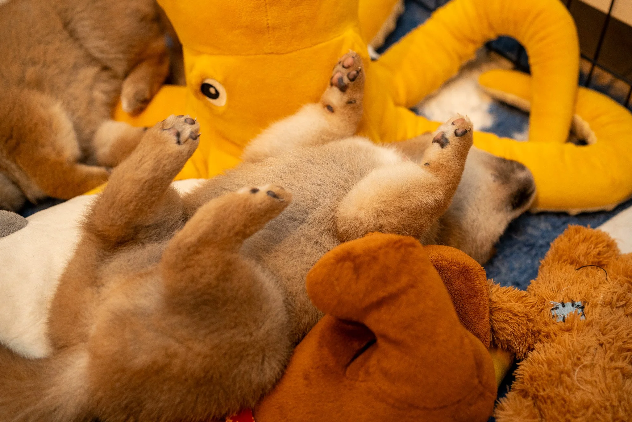 Socialisation d'un chiot Shiba Inu à l'élevage Thomas M. Adams à Marseille avec des jouets d'éveil.