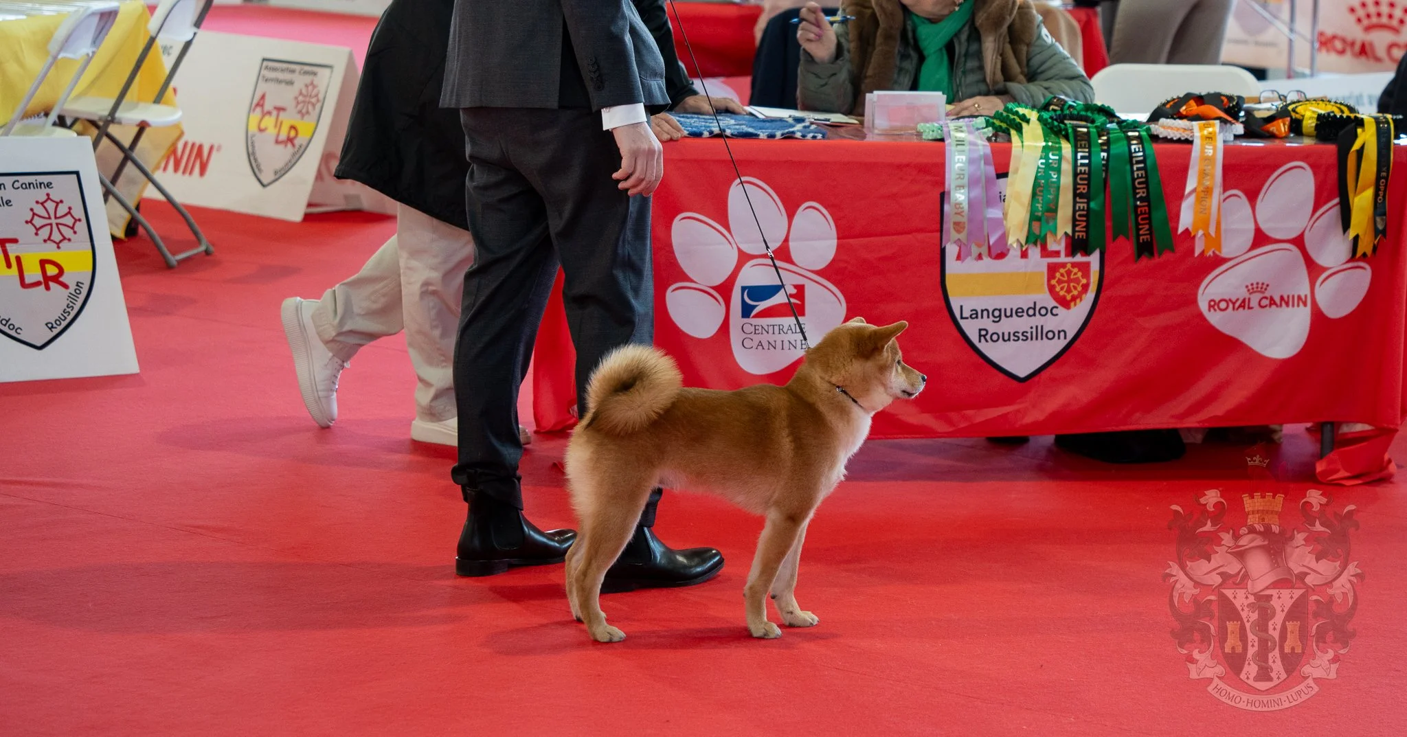 ring.jpg	Jeune Shiba Inu Ace découvrant le ring d'exposition à Alès.