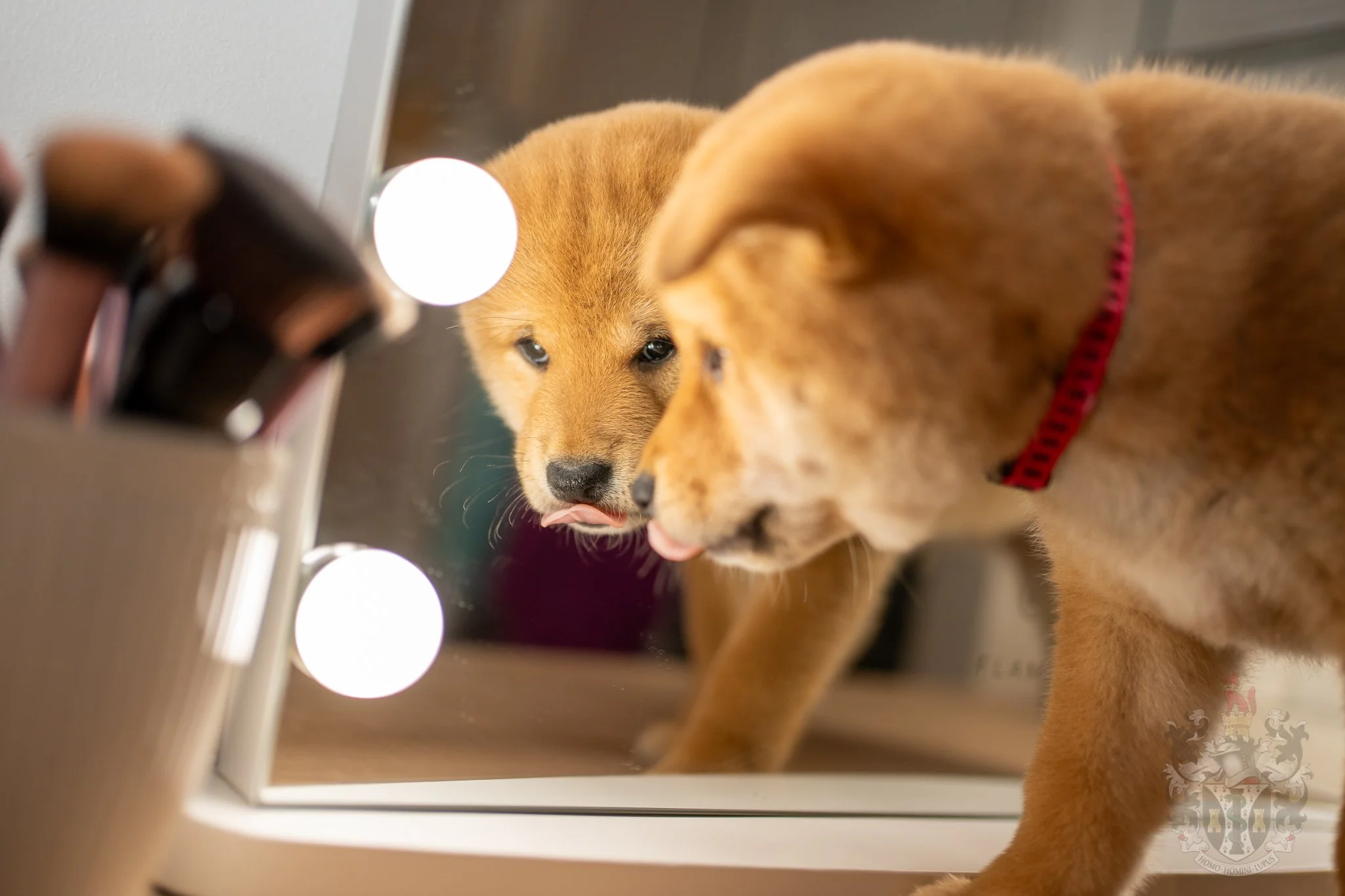 Ace, jeune Shiba Inu de l'Élevage Adams, illustrant l'équilibre morphologique de la lignée Pooky x Ruby