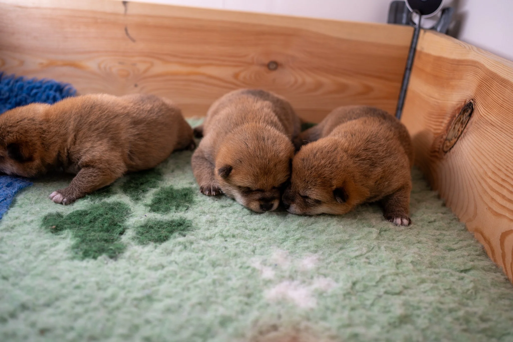 Trois chiots Shiba Inu nouveau-nés dorment ensemble sur un tapis vert à l'élevage de Thomas M. Adams à Marseille