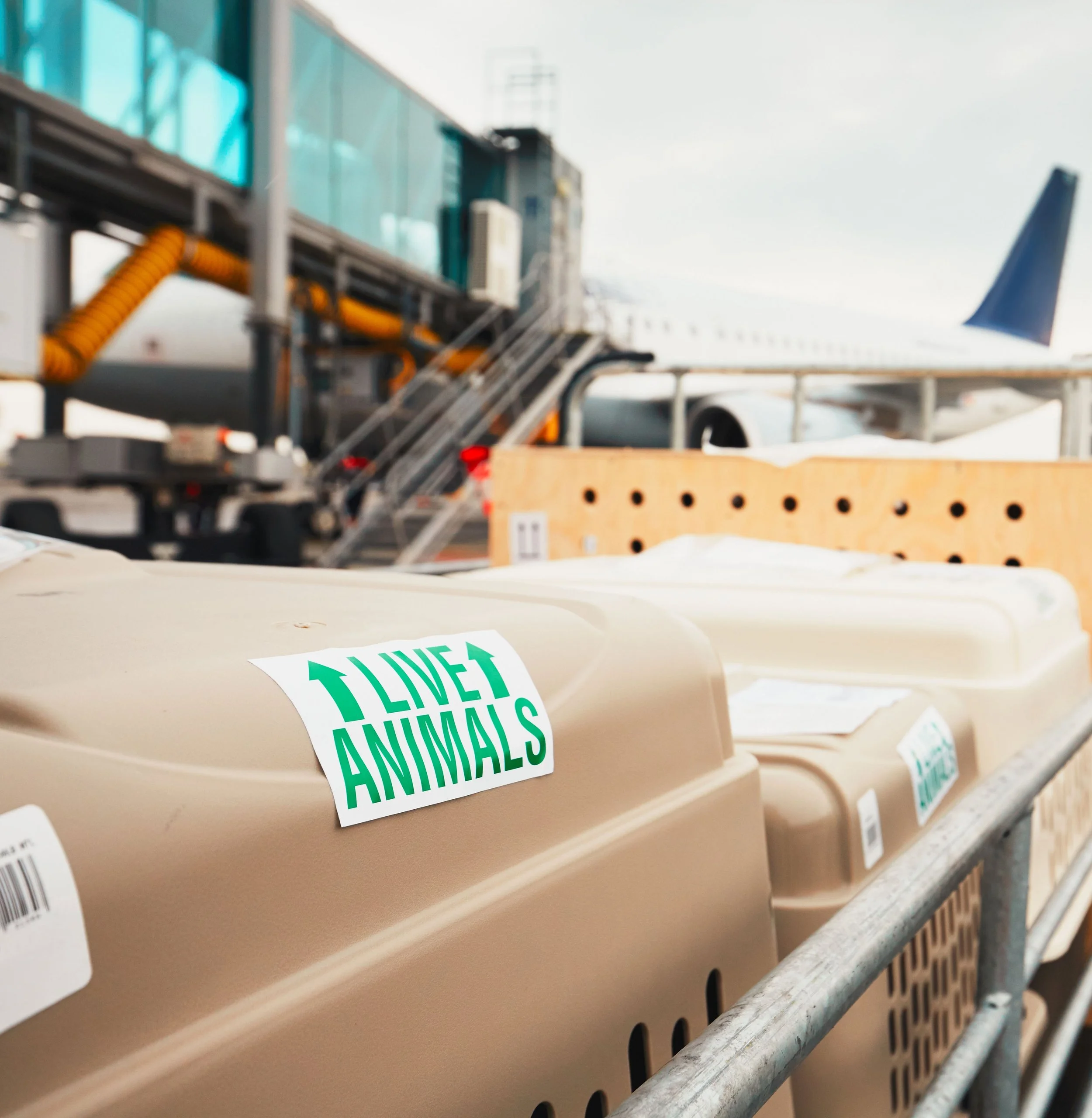 Logistique de transport canin international — Cages de transport sécurisées pour l'exportation de Shiba Inu depuis l'aéroport de Marseille vers les DROM-COM et l'Europe.