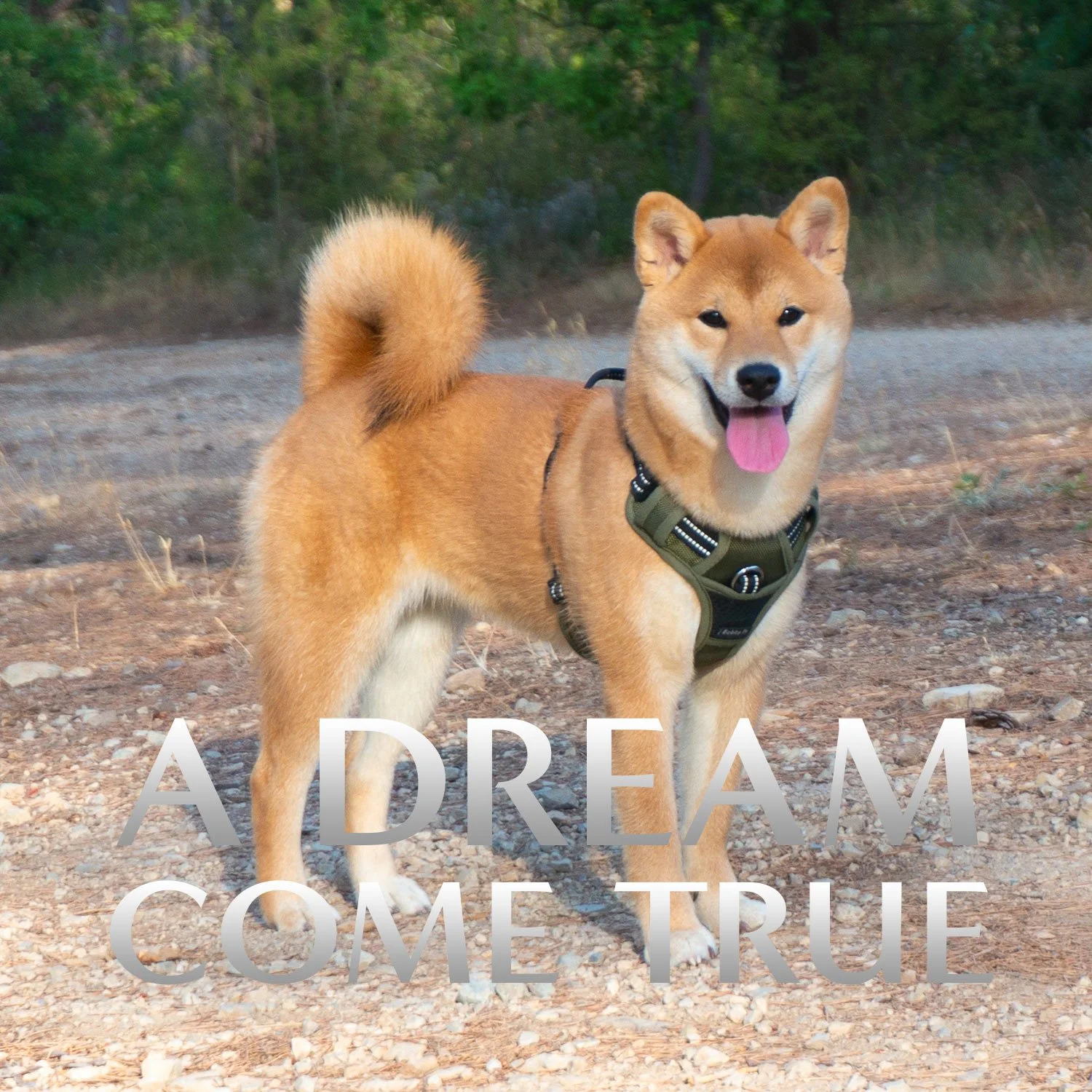 fxiedadreamcometrue.jpg