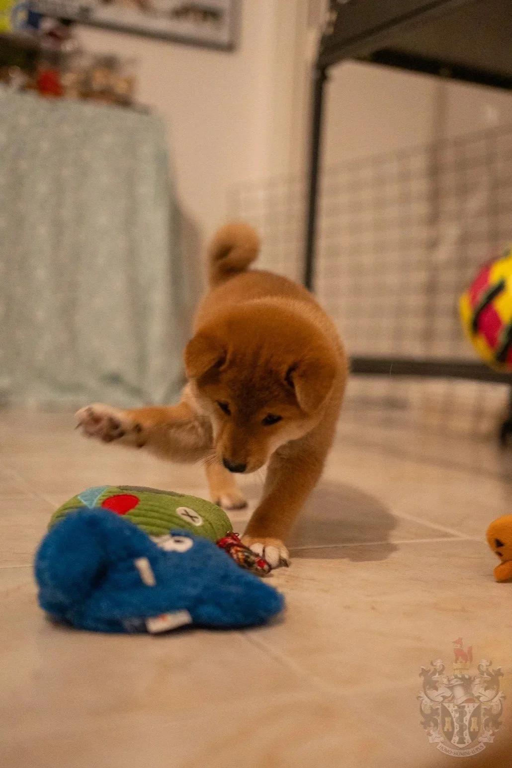 Chiot Shiba Inu roux jouant avec un jouet bleu, illustrant le caractère noble et indépendant de la race dans notre élevage de Marseille.