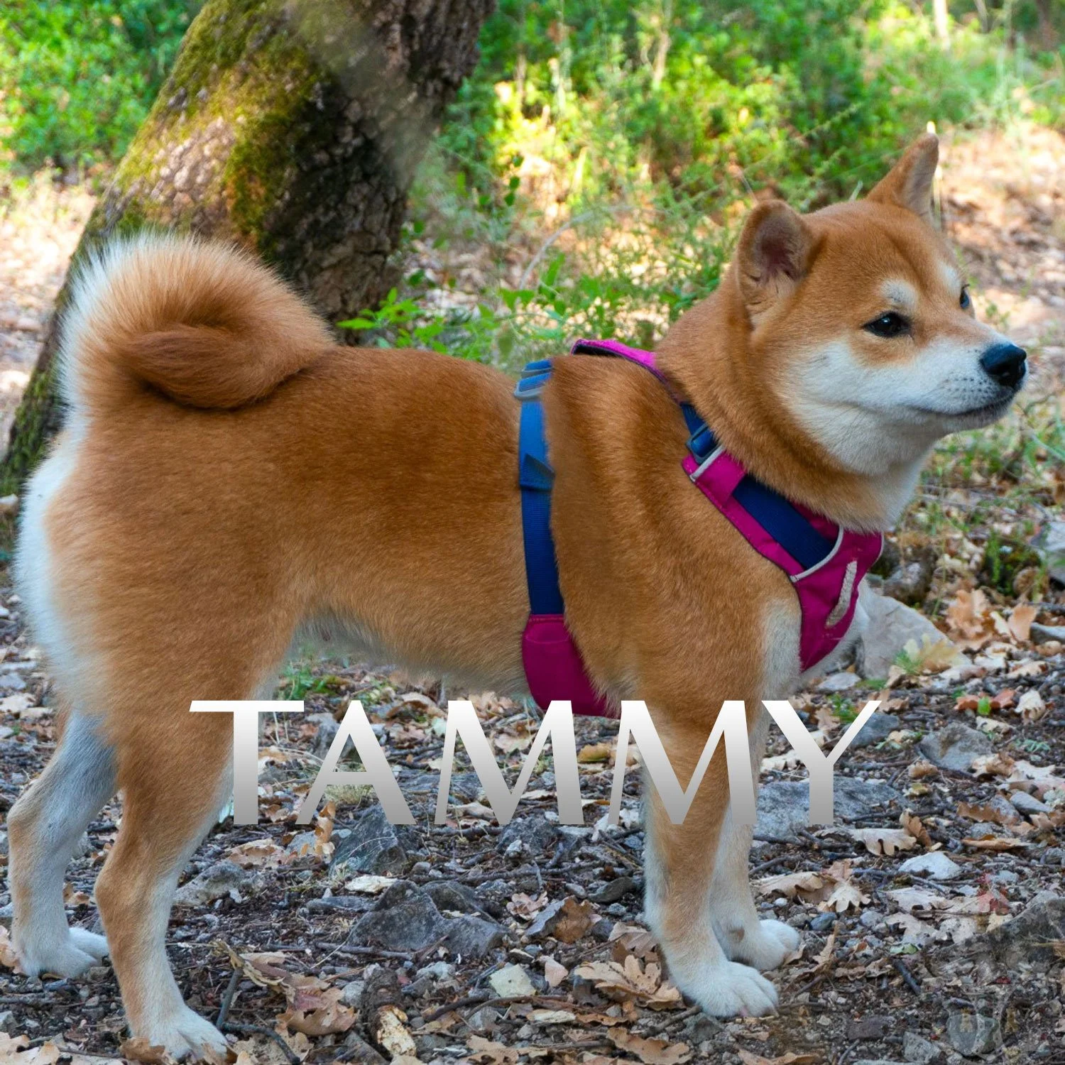 Tammy, femelle Shiba Inu rousse à l'élevage Thomas M. Adams — Marseille