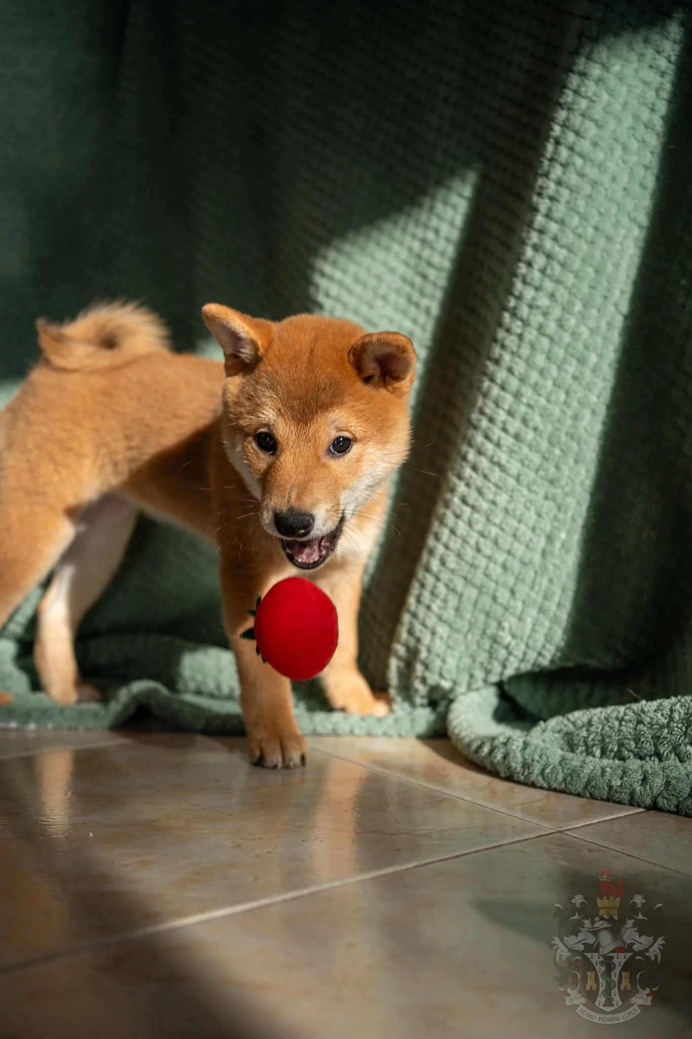 Portrait en pied de Ash, une femelle Shiba Inu fauve de l'élevage de Marseille, illustrant la morphologie parfaite du standard NIPPO.