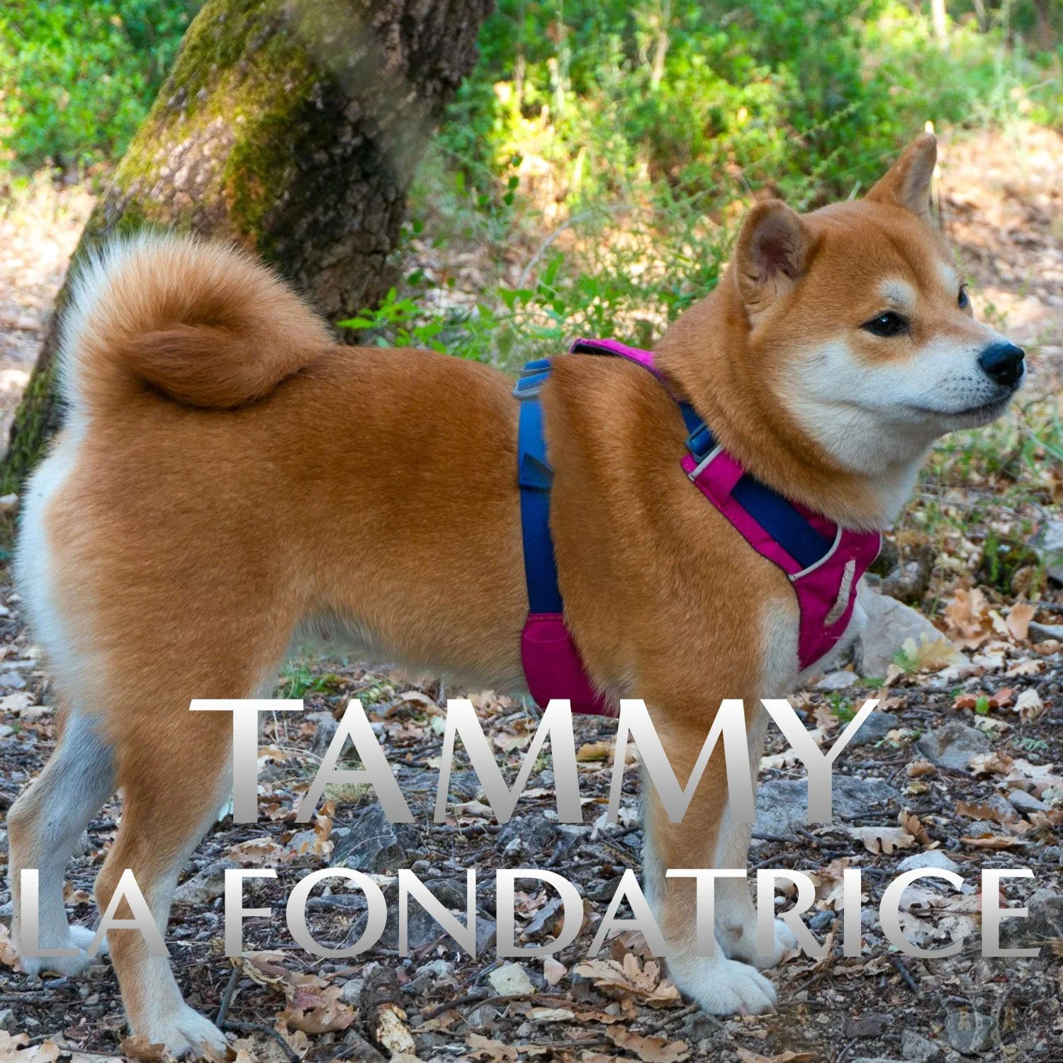 Tammy, femelle Shiba Inu rousse à l'élevage Thomas M. Adams — Marseille
