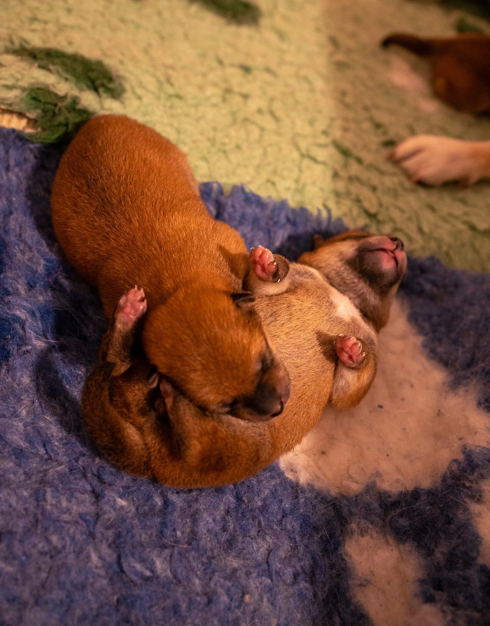 Un jeune chiot Shiba Inu s'éveille sur un tapis bleu à l'élevage Thomas M. Adams à Marseille, illustrant notre engagement envers l'excellence au quotidien.