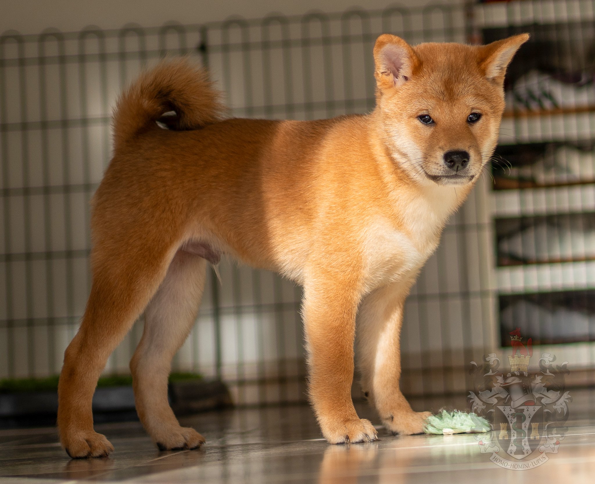 âle Shiba Inu Ace : La Puissance du Standard NIPPO à Marseille