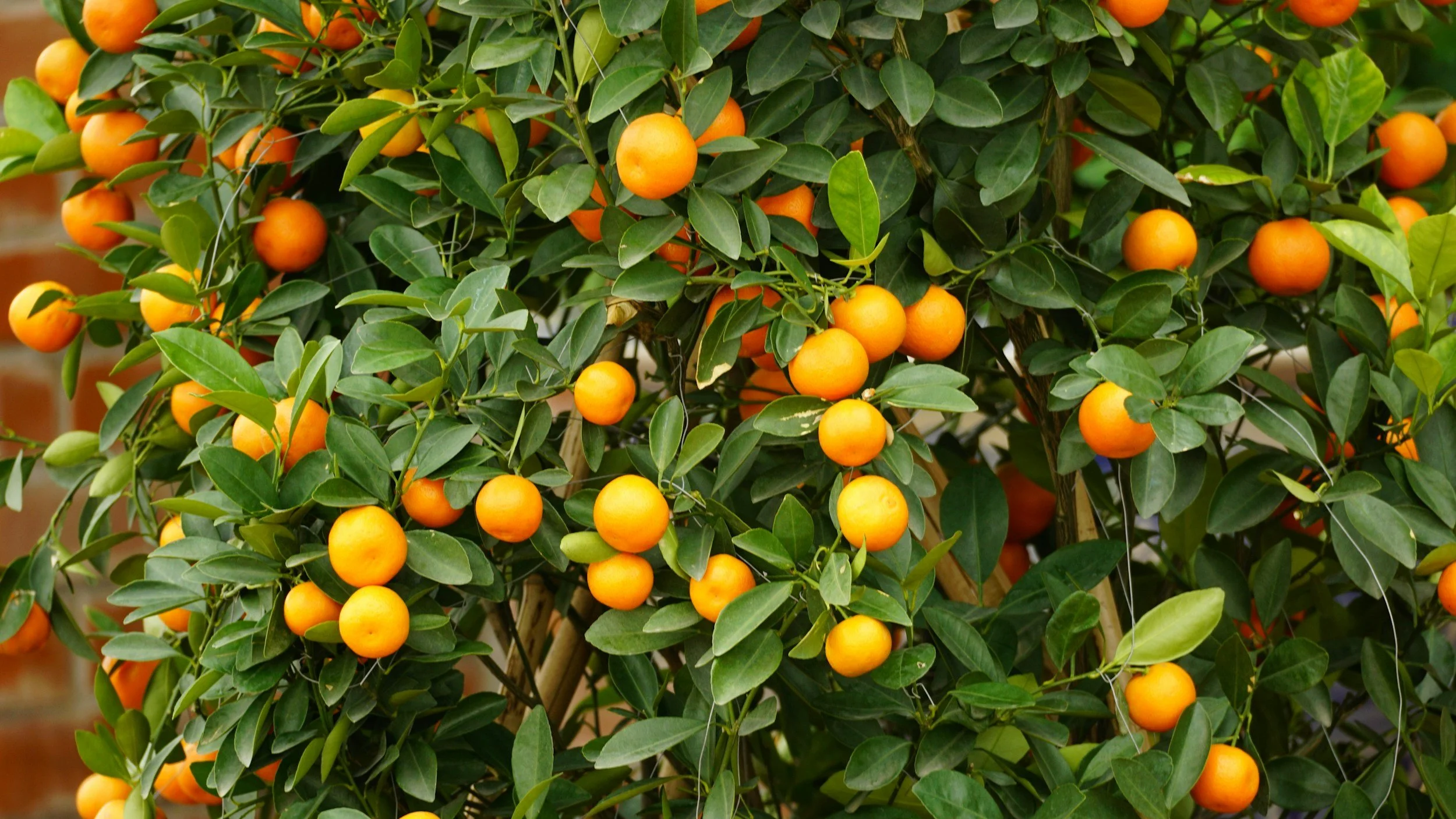 Spring, the Liver, and a Fresh Start for Your Body