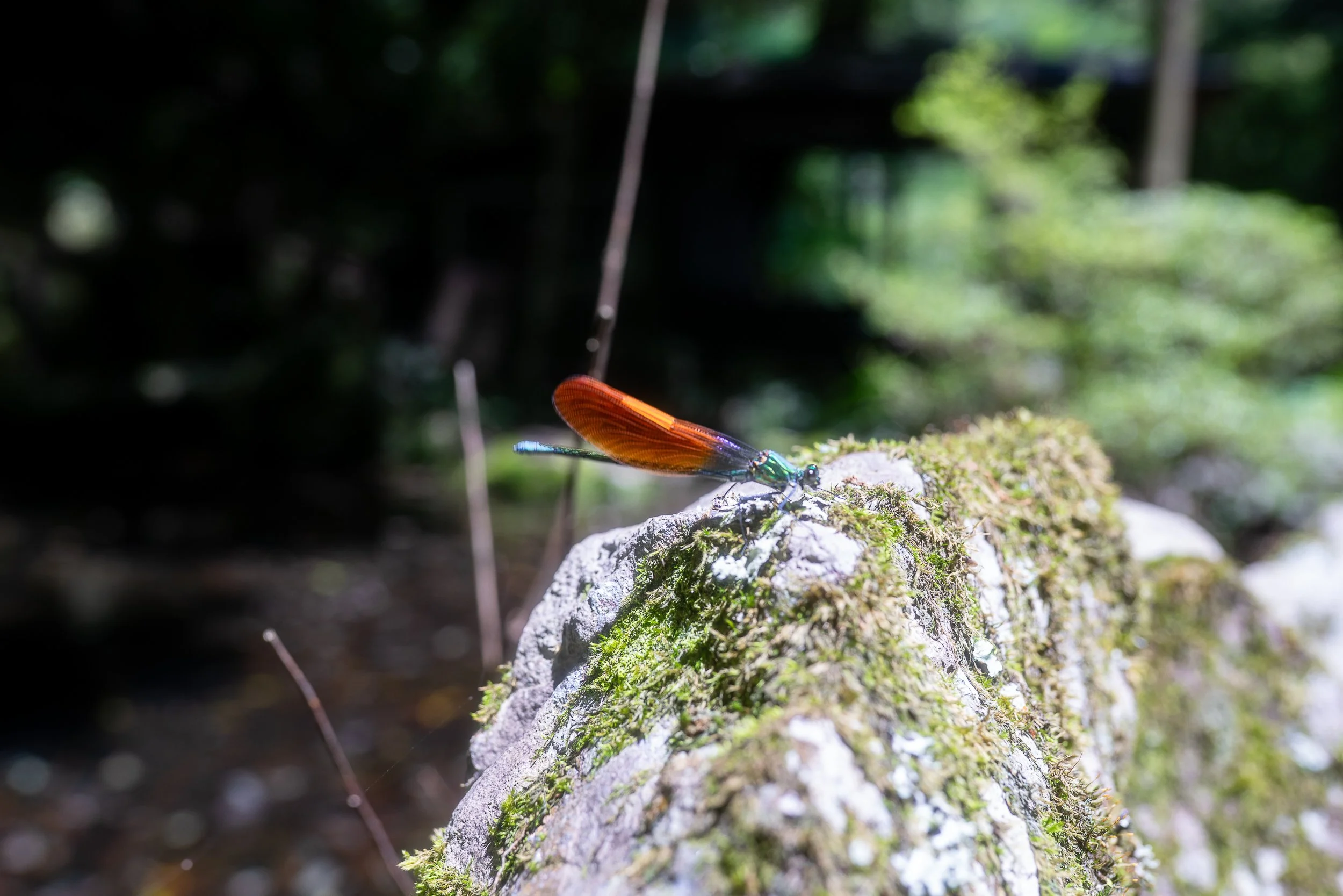 Nanadaru-Dragonfly.jpg