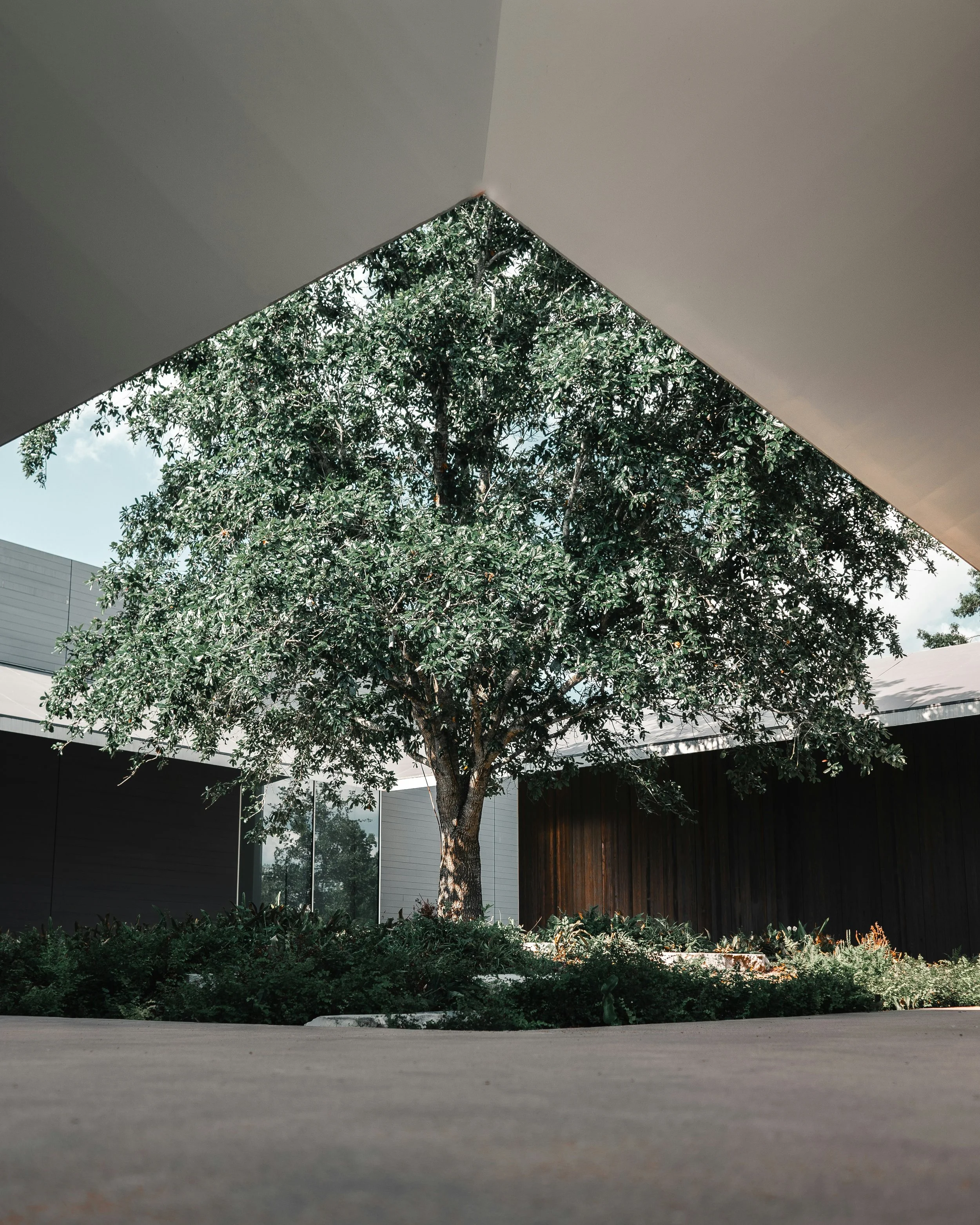 A large green tree in a courtyard, with modern buildings around and an overhanging roof with a sharp edge above.