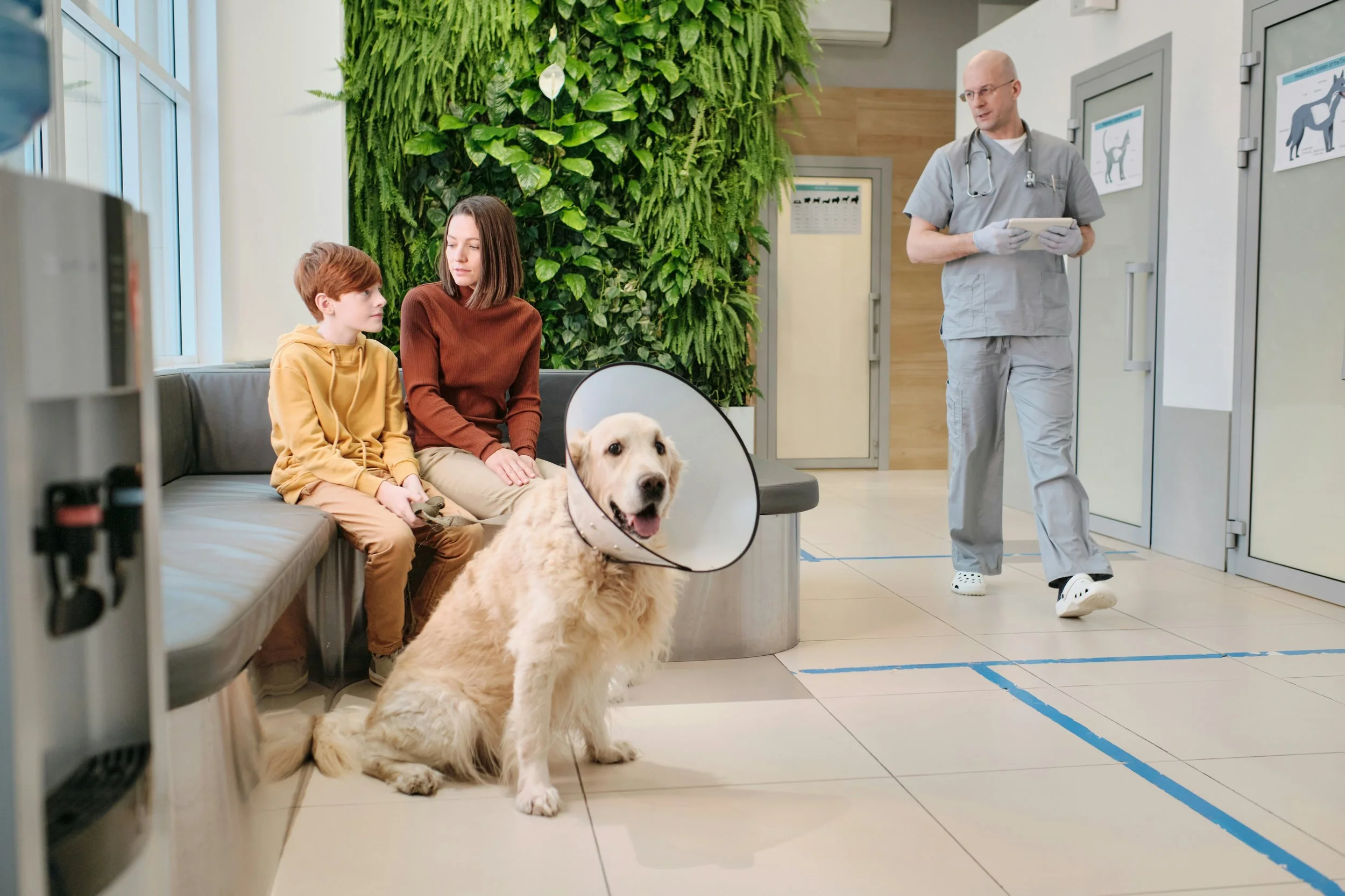 A veterinary waiting room with a woman and a boy sitting on a bench, a service dog with a cone around its neck sitting nearby, and a veterinarian walking past in the background.