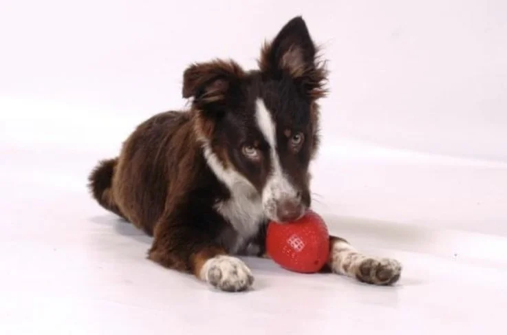 My Little Razzberry Delight-10 weeks old