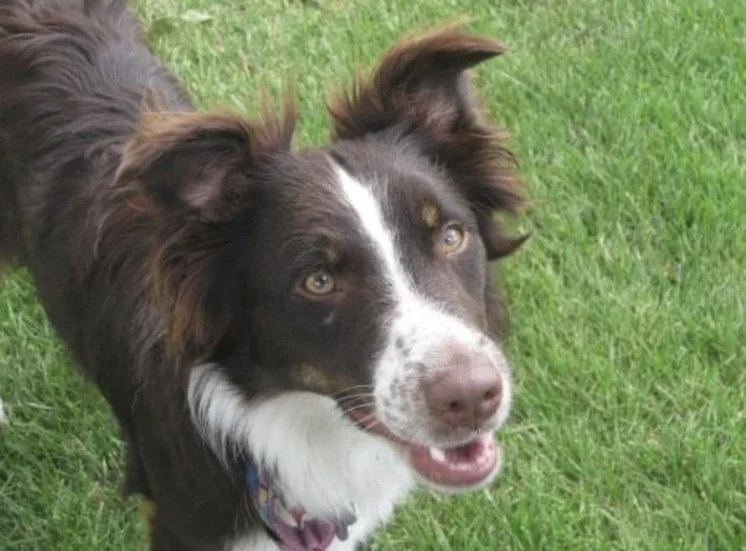 Razzberry brings the smiles