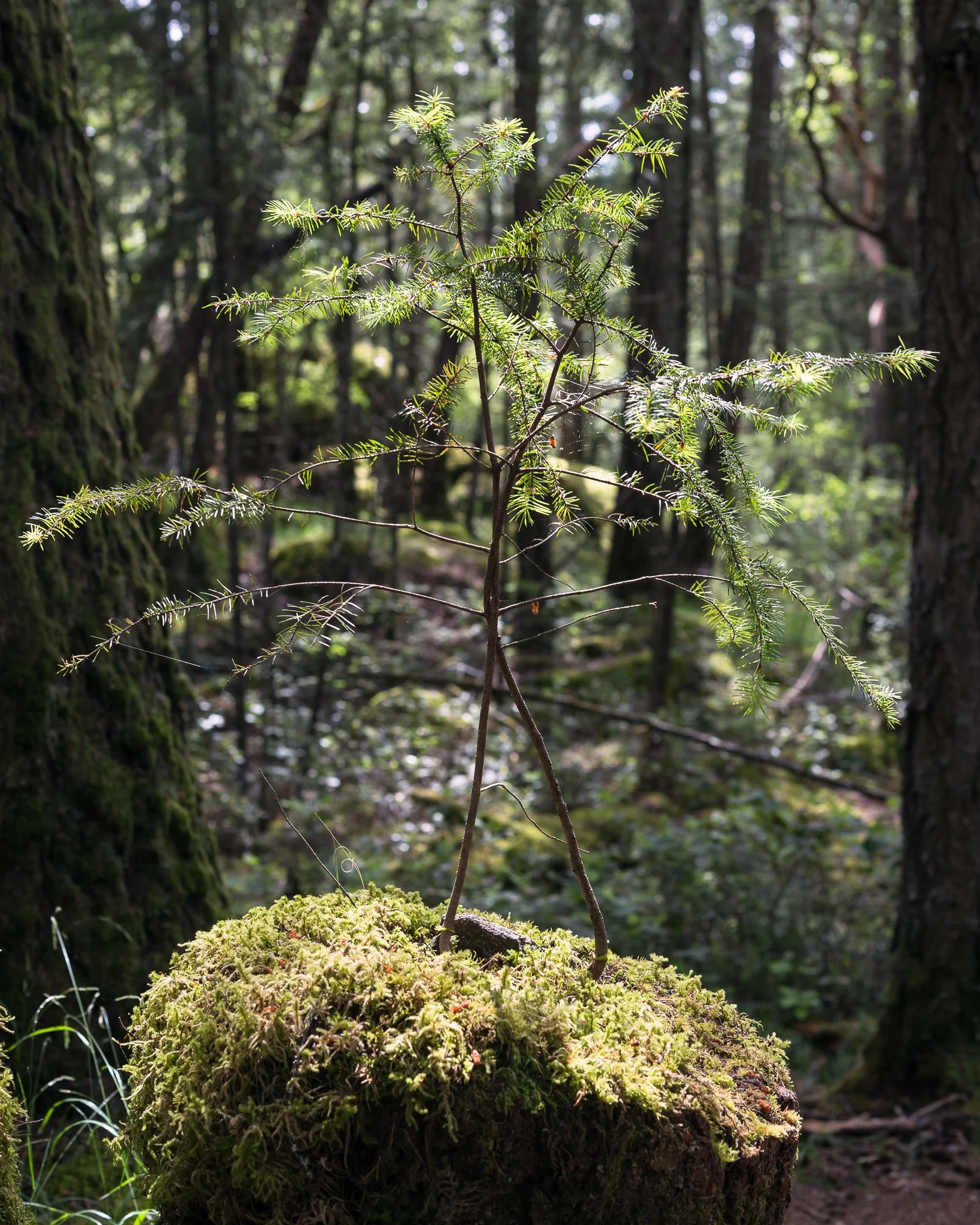 A small tree growing on a moss-covered log in a forest