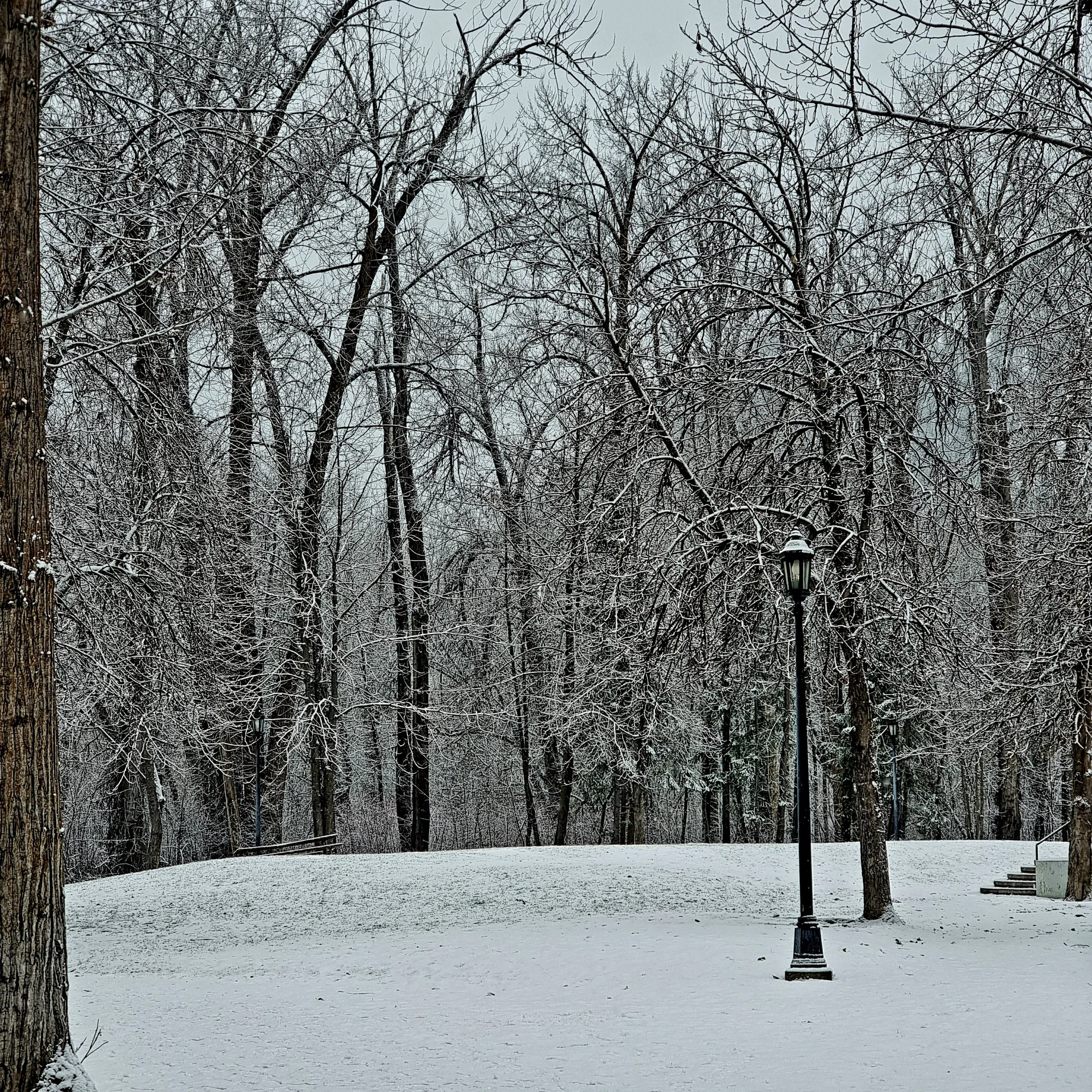 Snow-covered park with leafless trees and a black lamp post.