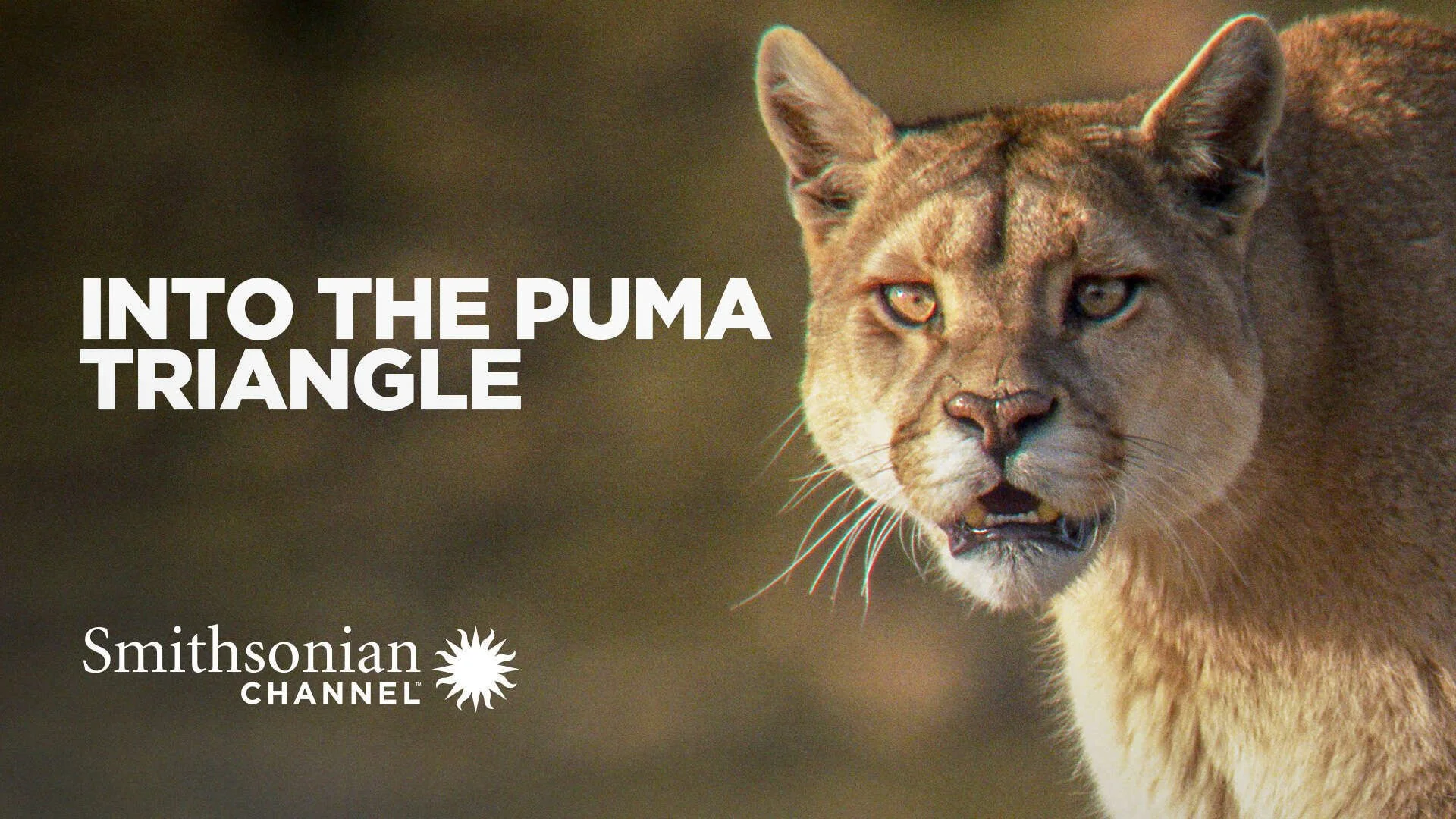 PumaTriangle.jpg