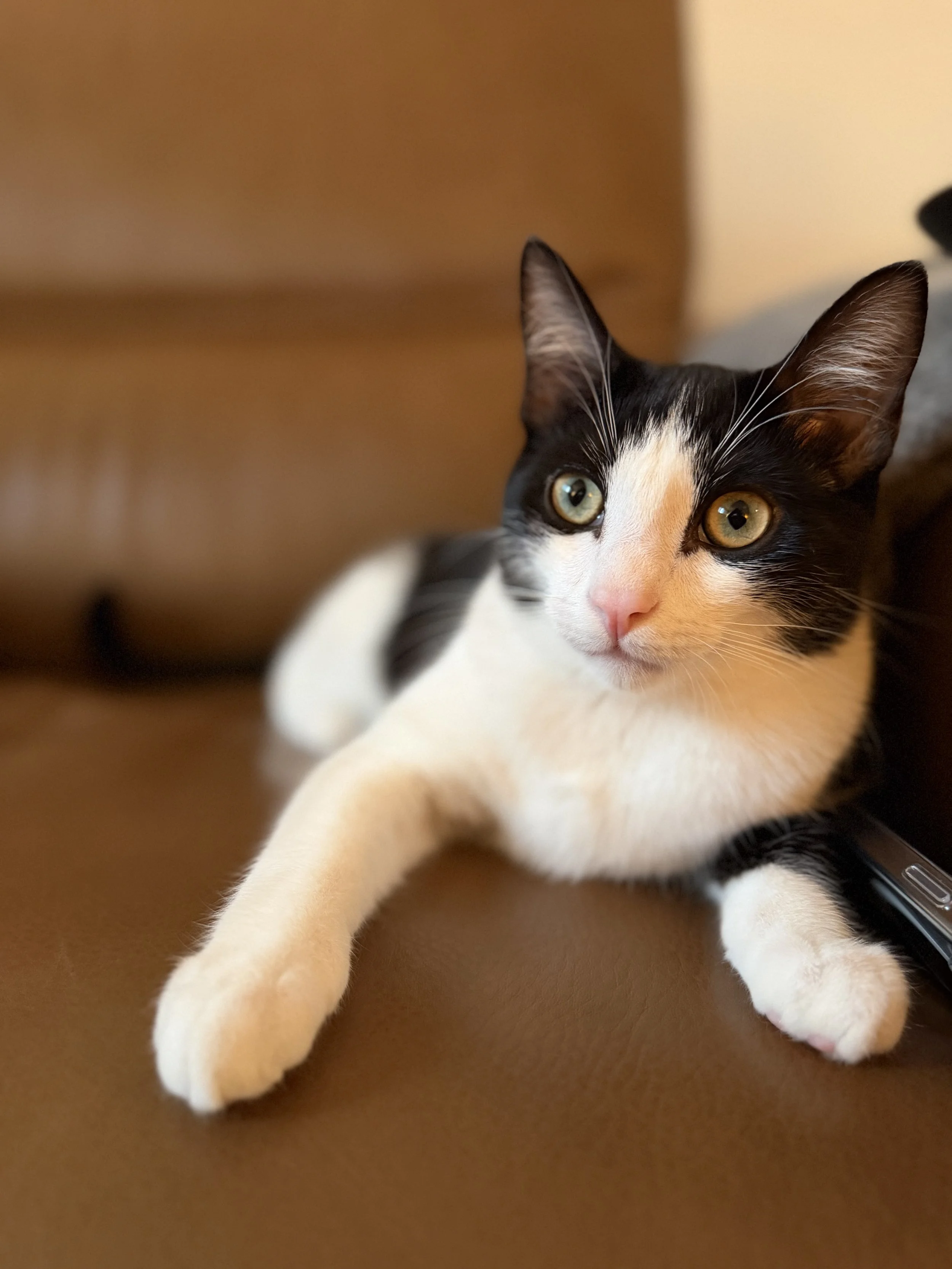 A black and white cat with yellow eyes lying on a brown surface, looking attentively to the right.