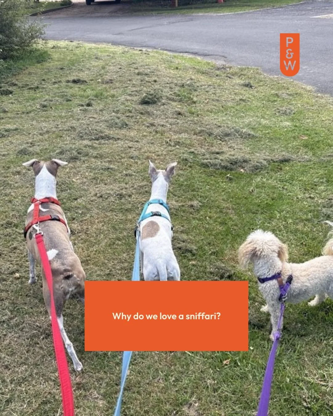 Every pet deserves a good sniffari &mdash; it&rsquo;s basically their version of scrolling the neighbourhood news.

If your pet could use more adventure in their week, send us a message and we&rsquo;ll get them exploring. 🐾🐾