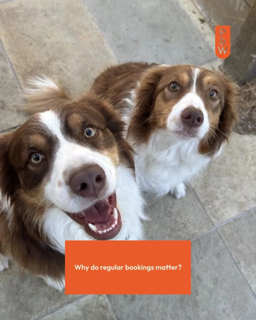 Why do regular bookings matter? There&rsquo;s a lot of benefit to booking in regularly - from managing routines to keeping engagement through longer days. No matter your pet, we can help. Get in touch today to get your regular bookings in for the mon