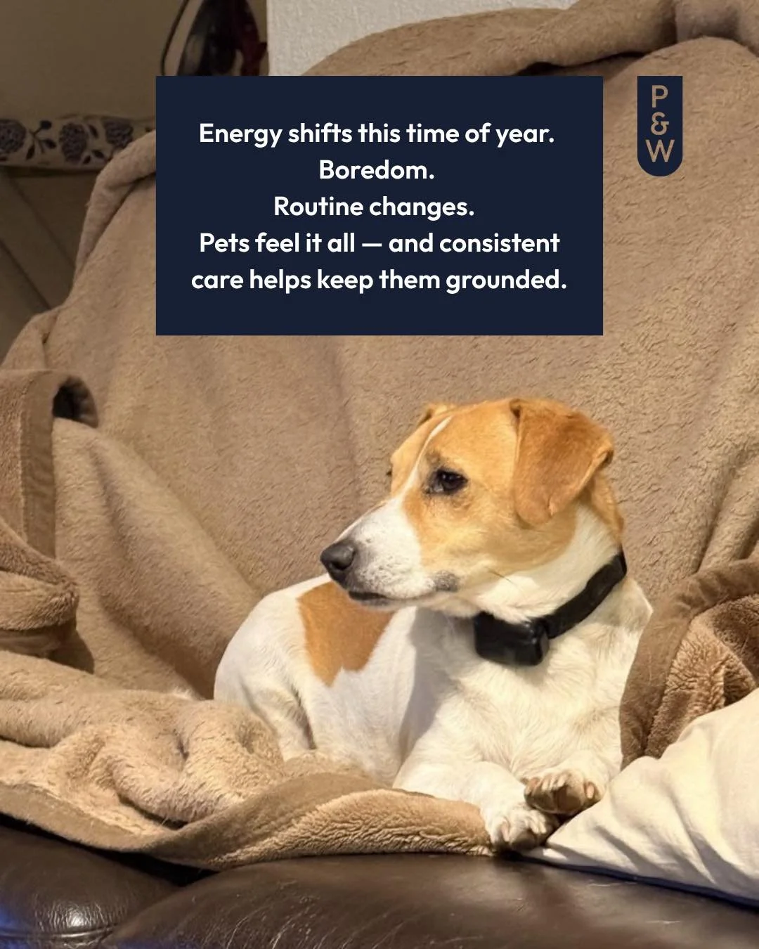 Cooler months can bring changes in behaviour for your pets. We&rsquo;ve got some suggestions that can help and our team continue to provide pet care no matter the changes in weather, the time of day or day of the week. Get in touch today to book in y
