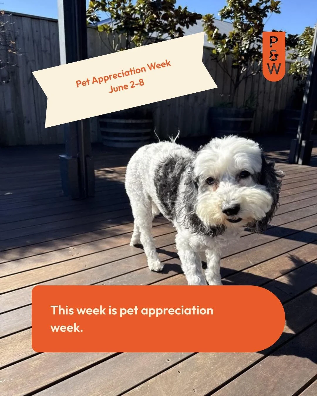 It&rsquo;s pet appreciation week this week in Australia! We will be showing all the pets we care for that extra bit of love this week as well as each of our teams own pets too. What will you be doing to show appreciation for your pets?