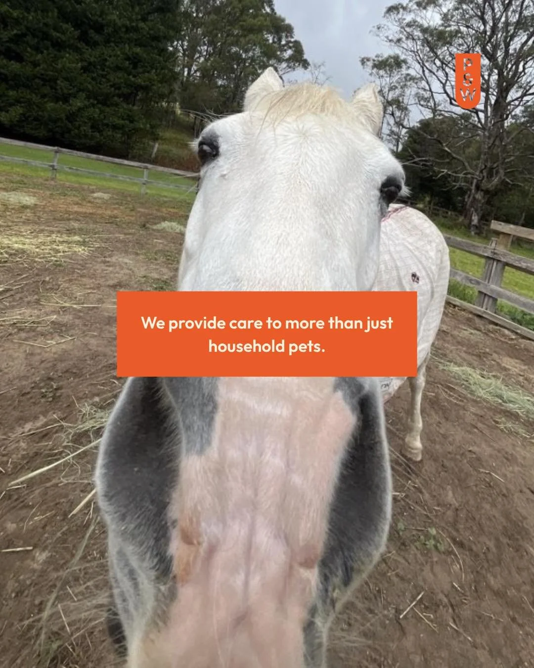 At Paws &amp; Whiskers, we look after all pets and animals - including those you might find on your hobby farm. If your horses, goats, alpacas, chickens or other animals need pet care while you&rsquo;re away, get in touch with us.
