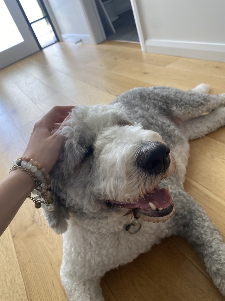 A person petting a large, curly-haired dog lying on a wooden floor, smiling with eyes closed.