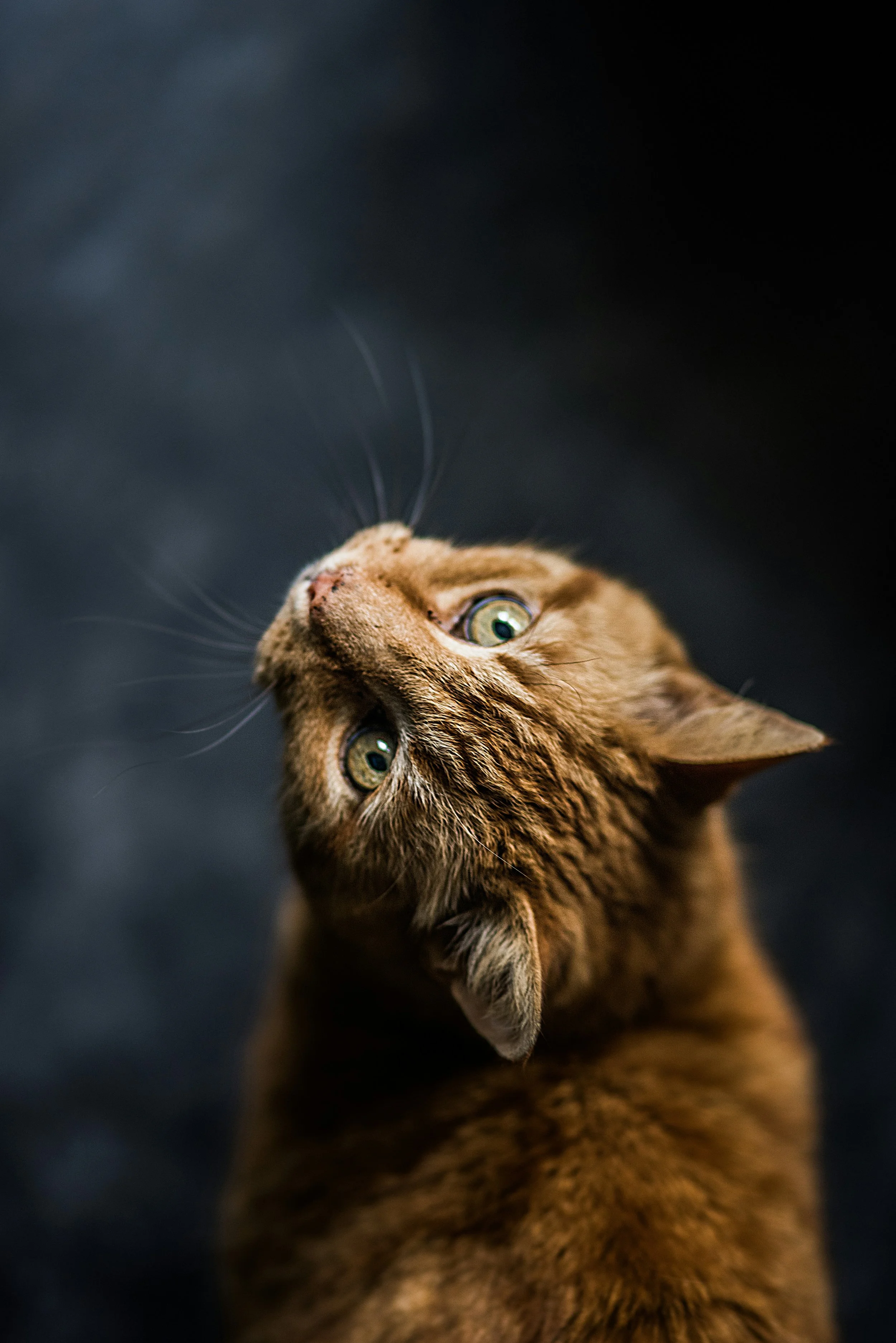 Close-up of a brown tabby cat looking up against a dark background.