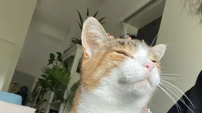 Close-up of a ginger and white cat with eyes closed, appearing content, in a cozy indoor setting with houseplants and furniture in the background.