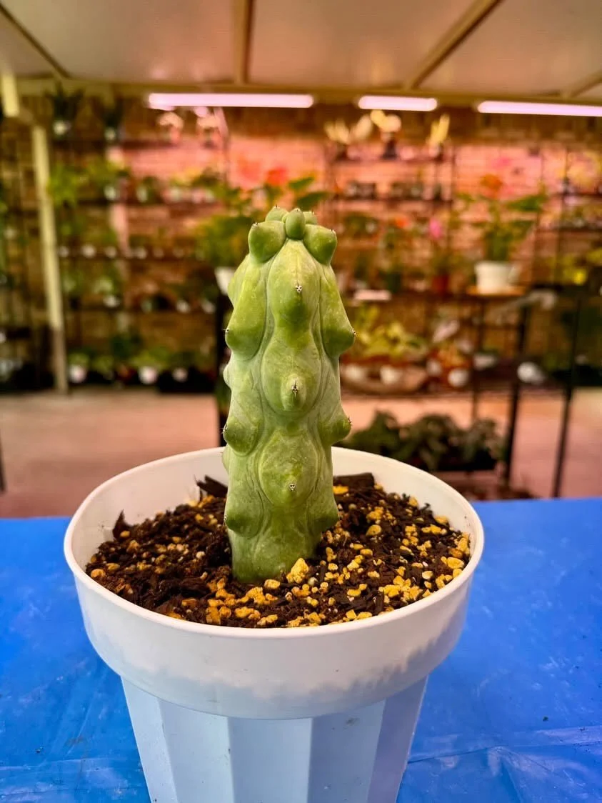 Check out some of the plants we will have for March 3rd at Celestial in Dallas. Still a few tickets left so grab a friend and hang out with us.