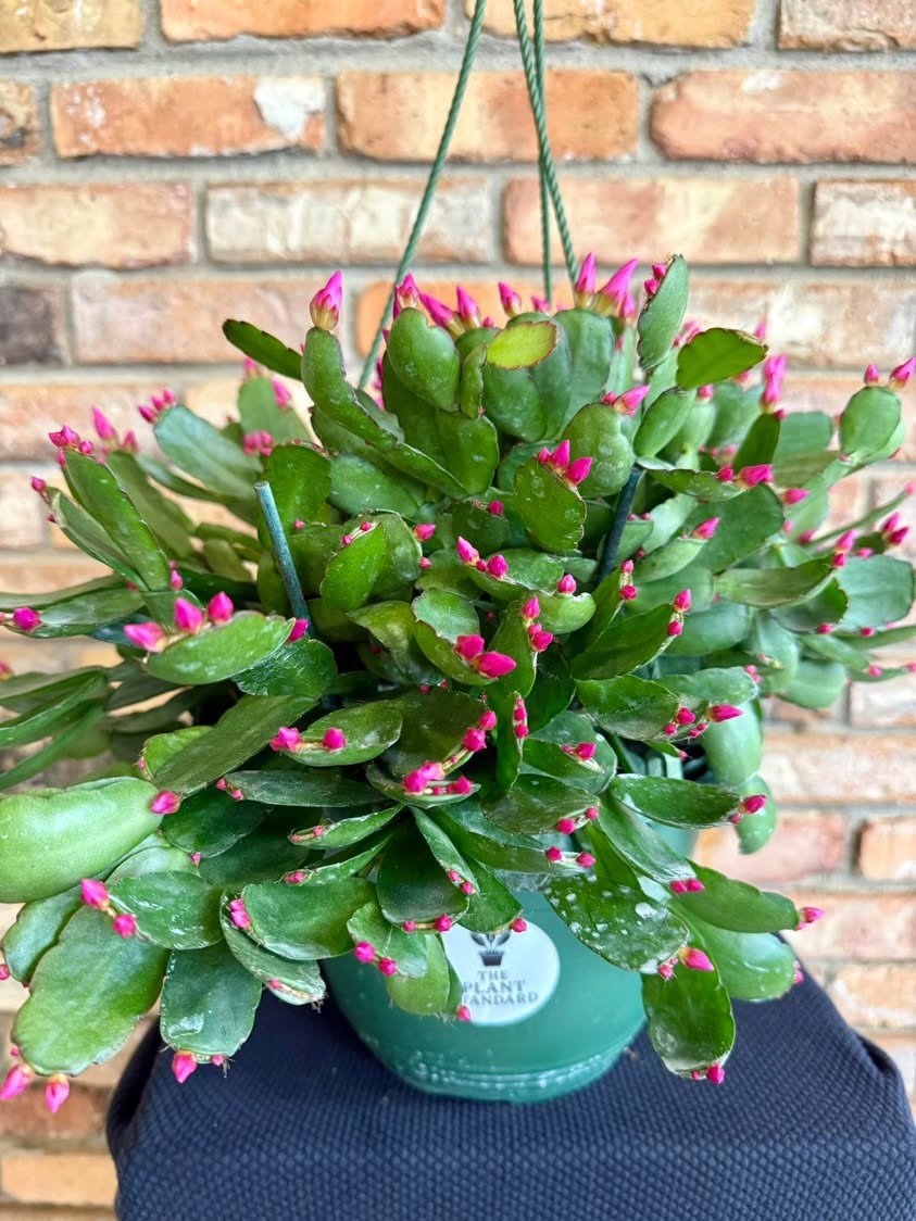 Look at these beauties all up for grabs at our upcoming events! The Plant Standard never lets us down with their plant selection.