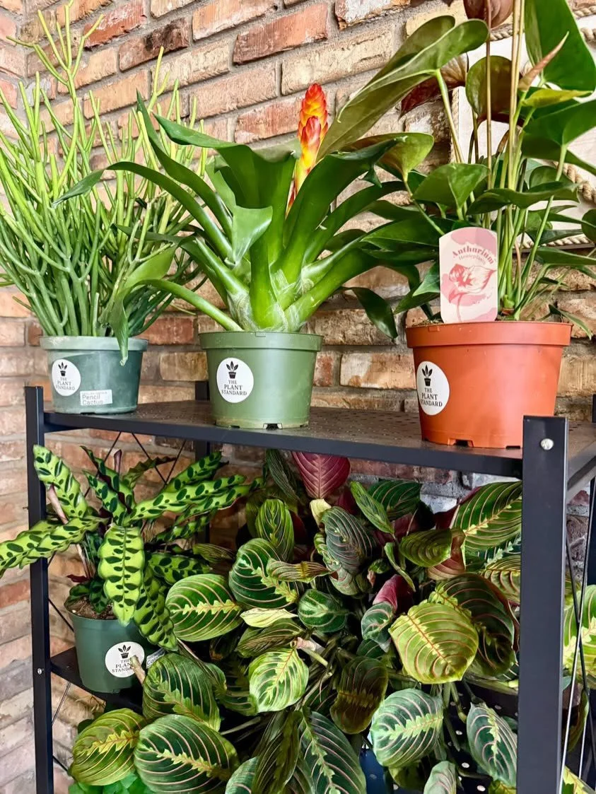 Last chance for tickets to our SPECIAL EVENT this Tuesday at The Satellite by Celestial Beerworks. Half of these plants are worth more than the ticket to get in! 

Plus you will get to be part of our documented story for the podcast and YouTube video