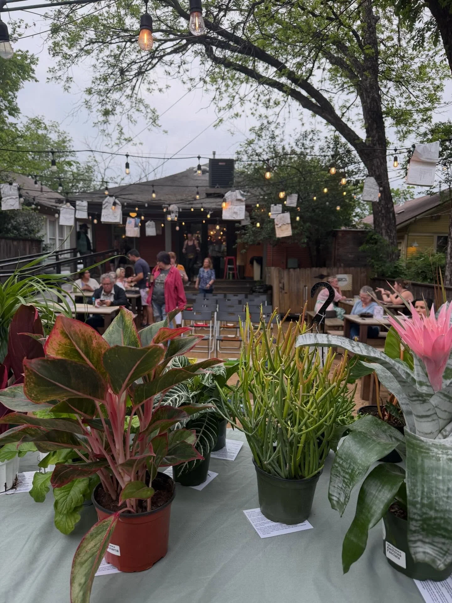 Magical night of plant bingo at The Wild Detectives in Bishop Arts