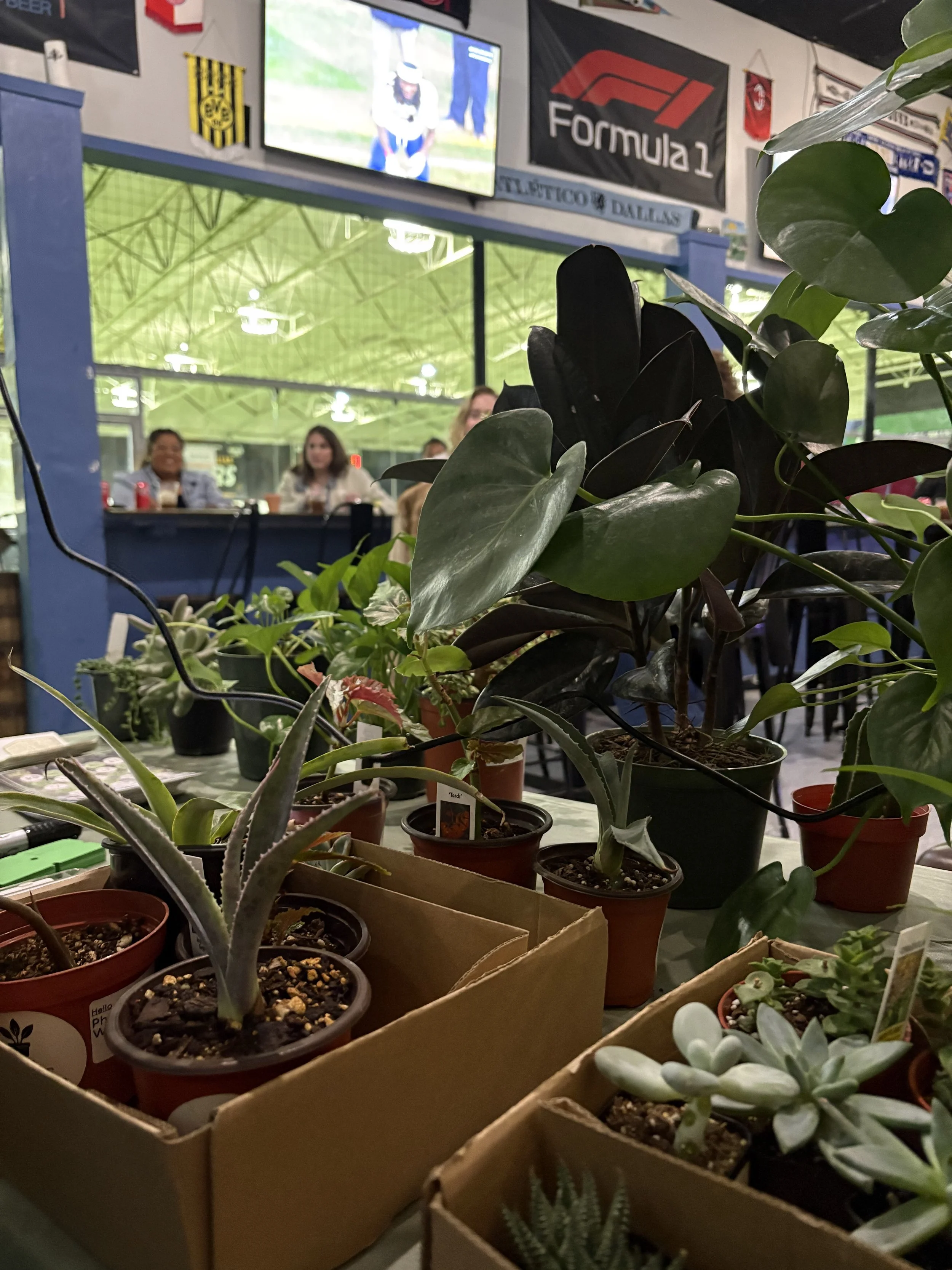A display of various potted plants on a table at an indoor event, with people sitting in the background and a television screen showing a football game.